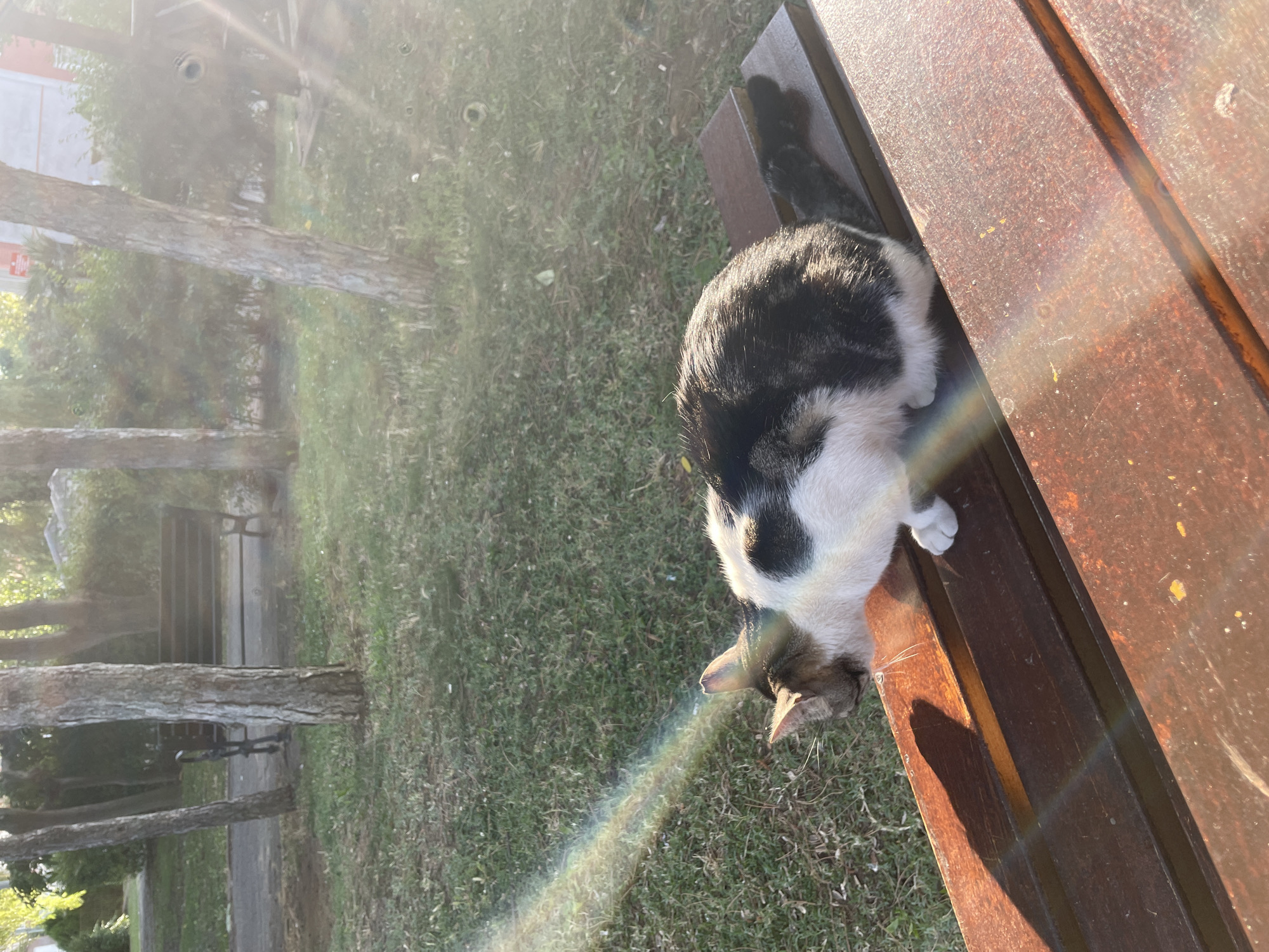 A medium shot captures a calico cat sitting on a wooden park bench in Başakşehir, Turkey. The cat, predominantly white with patches of black and brown, is positioned on the right side of the bench, facing left. Sunlight streams in from the right, casting a rainbow-like lens flare across the image, and illuminating the cat. The bench is made of dark brown wood and appears weathered. In the background, a paved pathway leads through a grassy area dotted with trees. Further back, another park bench is visible, along with more trees and a hint of buildings. The overall scene suggests a serene outdoor setting in a park.