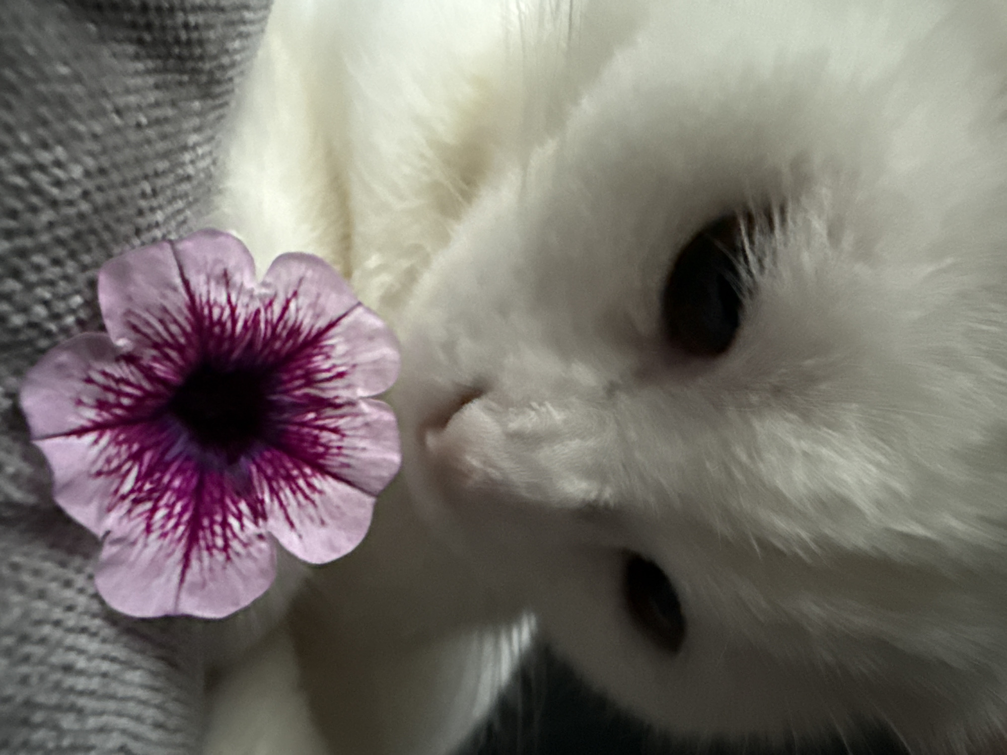 This media file is a close-up shot of a white cat with a pink and purple flower resting near its face. The cat's fur appears soft and fluffy. One of its dark eyes is visible, along with its nose and part of its mouth. The flower, with delicate petals and dark purple veins radiating from the center, is positioned to the left of the cat's face. The background consists of a textured gray surface, likely a blanket or fabric, and some white, fluffy material that could be part of the cat's fur or another soft object. The lighting suggests an indoor setting, possibly with diffused light, as there are no harsh shadows. The overall mood is gentle and serene, with the focus on the juxtaposition of the soft fur and the delicate flower. No text is visible in the image.