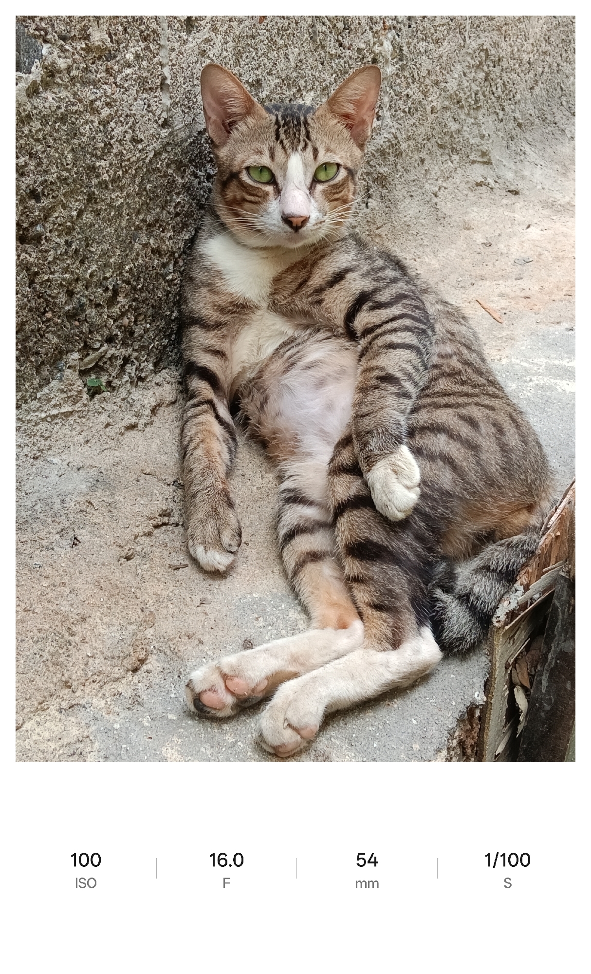 A tabby cat with green eyes and white patches on its chest and paws is lying down on a concrete surface. The cat is positioned in front of a textured concrete wall. The location is Lhokseumawe, Indonesia.