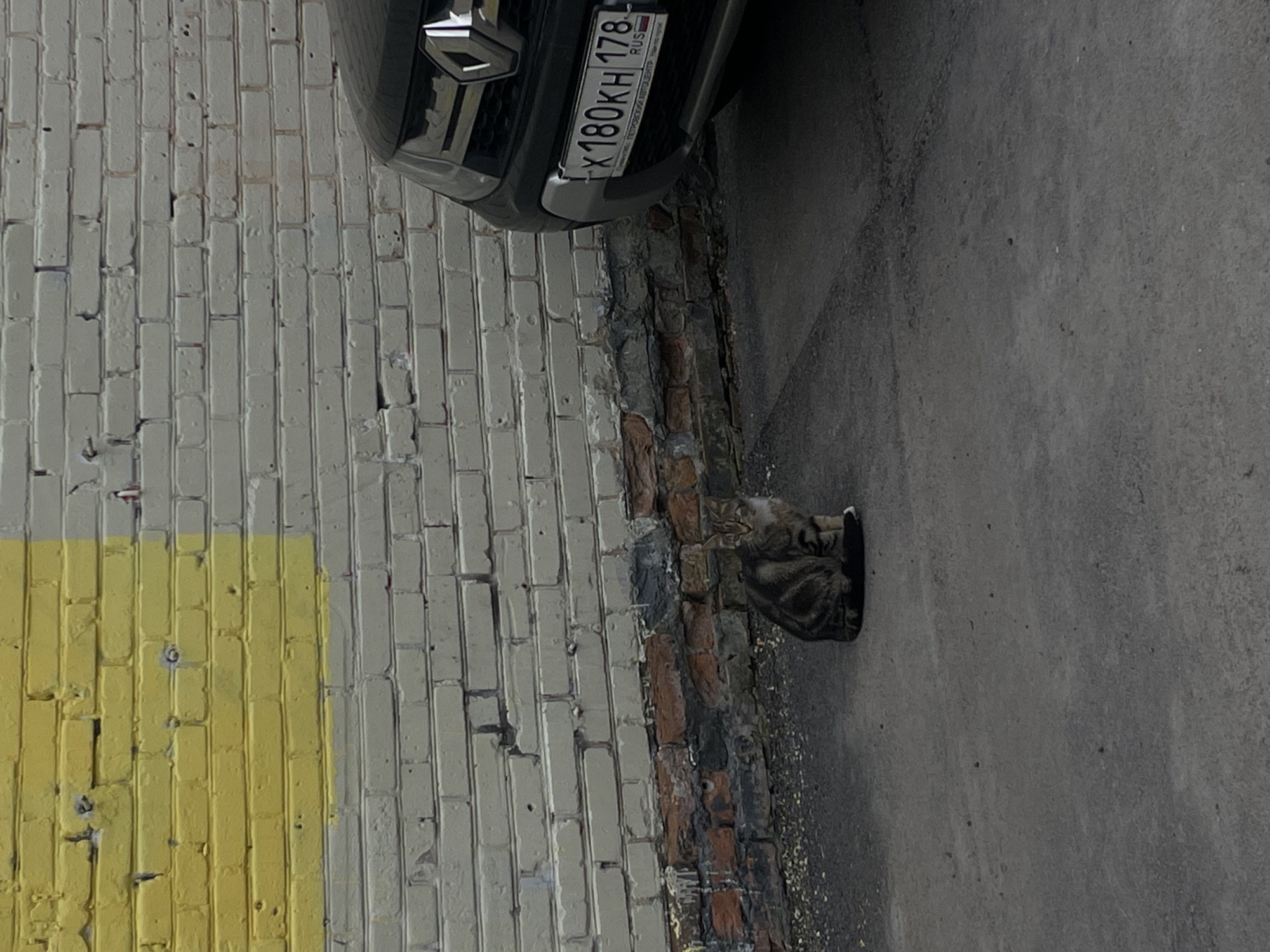 The image captures an outdoor urban scene, featuring a tabby cat, a parked car, and a brick wall. The setting appears to be an alleyway or parking area beside a building.
The primary subject is a tabby cat, positioned on the ground, sitting within a dark, bowl-shaped object or container. Its head is turned towards the viewer, with one eye clearly visible. Small, light-colored particles, possibly food or crumbs, are scattered on the dark asphalt ground around the cat.
Behind the cat, a brick wall extends across the image. The upper section of the wall is painted white, exhibiting some signs of wear and chipping. Below the white paint, older, exposed bricks show darker, weathered tones and some grime. On the far left of the wall, a distinct rectangular section is painted bright yellow.
In the upper part of the frame, a dark-colored car is partially visible, parked facing the wall. Its front bumper, grille, and part of the hood are shown. A Russian license plate is prominently displayed on the front of the car, with the text "X 180KH 178 RUS" clearly legible. A car emblem, consistent with a Renault logo, is visible on the grille.
The ground surface is dark, textured asphalt or concrete. The scene is brightly lit, indicating daytime. The location context, reinforced by the Russian license plate, suggests this is in Saint Petersburg, Russia.