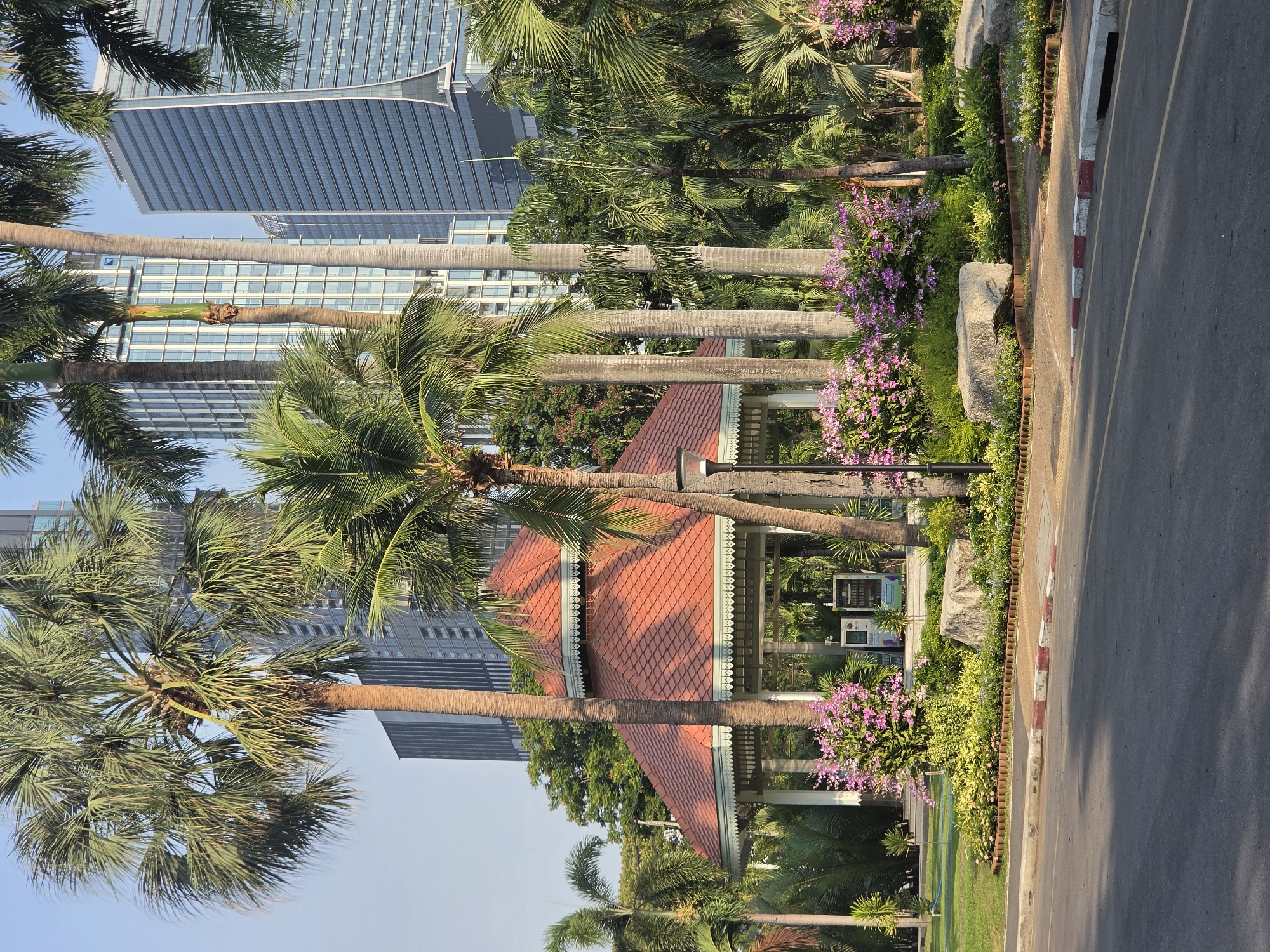 The image displays a vibrant urban park or garden area situated alongside a paved road, set against a backdrop of modern high-rise buildings under a clear blue sky. The scene is brightly lit, indicating a sunny late morning or early afternoon.
Numerous tall palm trees with slender trunks and lush green fronds are prominent throughout the midground and foreground, imparting a tropical atmosphere. Among the foliage, a traditional-style pavilion or gazebo stands out with its distinctive orange-red tiled roof and decorative white trim. The garden beds are meticulously landscaped with various green shrubs and an abundance of vivid purple and pink flowers, likely orchids, which add significant color to the scene. Large, light-colored boulders are integrated into the garden design.
In the background, several contemporary glass-fronted skyscrapers with sleek designs, some featuring unique architectural elements like curved sections, rise against the horizon. Below these buildings and within the park, two vending machines are visible; one shows "DRINK" and Thai script, while the other displays "FOOD" and "SNACKS" along with Thai script.
On the right side of the image, a paved road is visible, marked by a curb painted with red and white stripes and faint yellow lines on the asphalt. No people or specific activities are depicted, giving the scene a tranquil and static quality. The combination of tropical flora, traditional architecture, and modern cityscapes strongly suggests a public green space within an urban setting like Bangkok, Thailand, as indicated by the context.