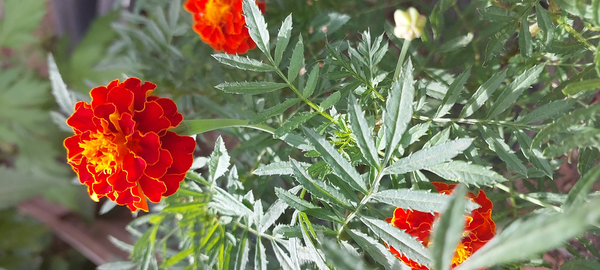 The image shows a close-up of a vibrant red and orange marigold flower in bloom, with its ruffled petals and bright yellow center. The flower is in the foreground, with its green, serrated leaves fanning out around it. In the background, other marigolds and green foliage are visible, creating a soft, blurred effect. The lighting suggests it is daytime, with sunlight illuminating the flower. The image appears to be taken outdoors, likely in a garden or natural setting. There are no people or animals present in the image. The scene depicts the natural beauty of a blooming marigold flower. The location is not identifiable from the visual information provided in the image.