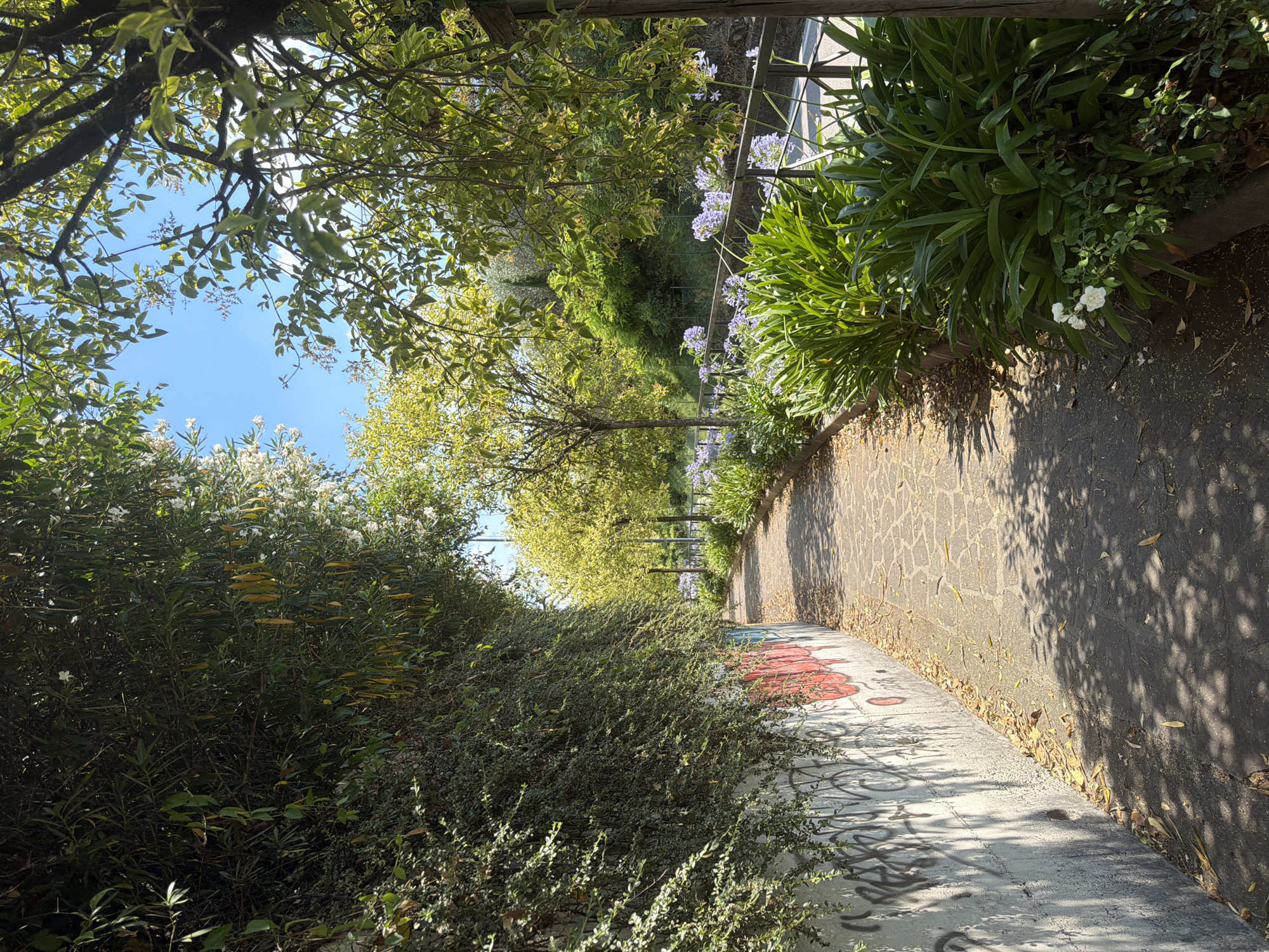 The image shows a paved walkway running alongside a wall covered in lush green ivy and graffiti. Trees with vibrant green foliage and some scattered yellow leaves arch over the path, casting dappled shadows. To the right of the walkway, a row of tall green plants with clusters of light purple flowers lines a low metal fence. The background reveals more greenery and a clear blue sky. The scene depicts an outdoor pathway in a well-maintained, naturalistic urban environment.