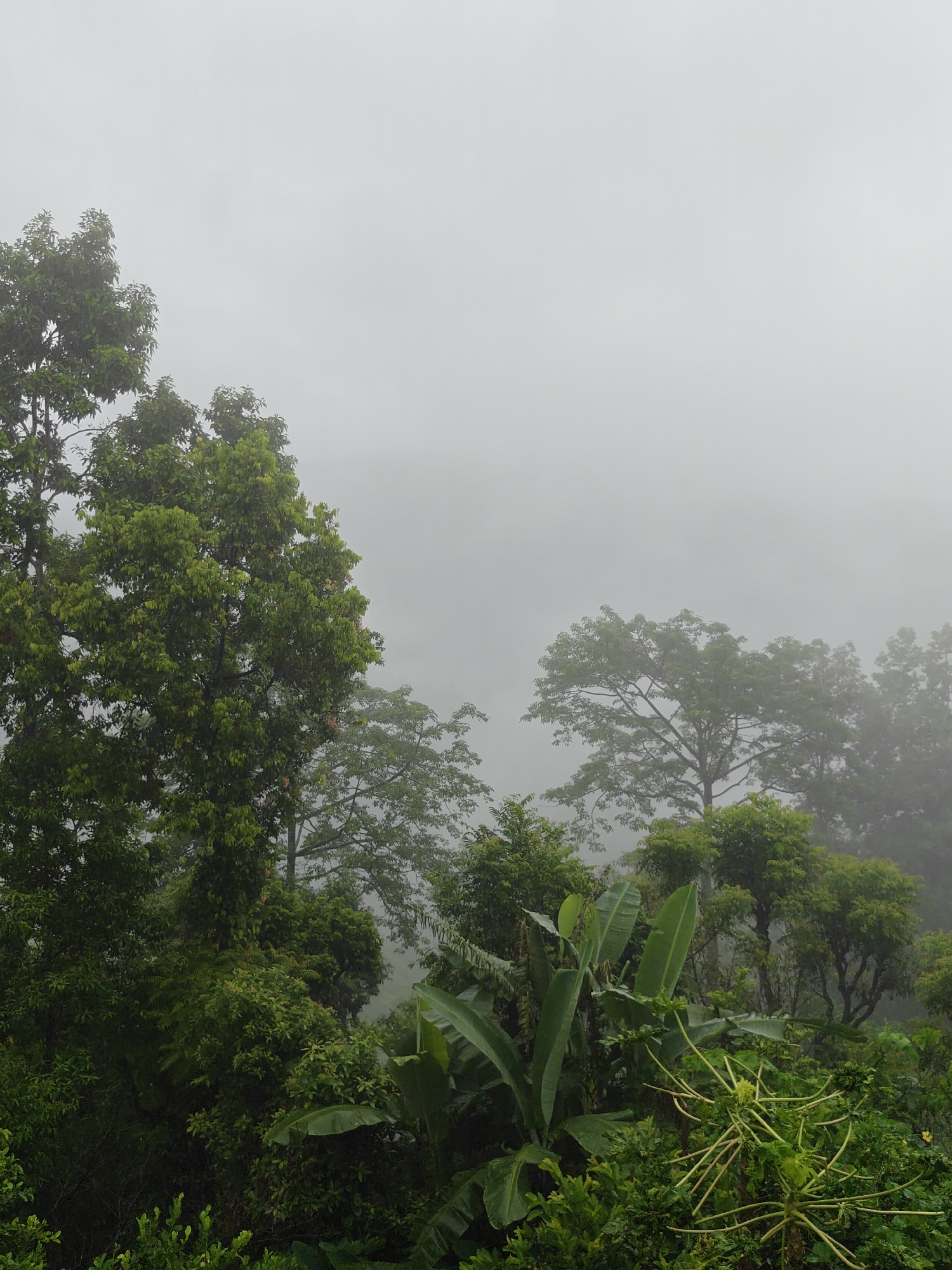 The image depicts a dense, lush forest landscape shrouded in mist. Dominating the foreground and left side are large, leafy green trees. In the mid-ground and right, more trees are visible, their forms softened by the fog, suggesting a hilly or mountainous terrain. The sky is a uniform, pale gray, indicating overcast conditions or heavy mist. The vegetation appears to be tropical or subtropical, with broad leaves and thick foliage. The overall impression is one of a humid, natural environment, possibly at a higher elevation given the mist. The location is identified as Pokhara, Nepal, suggesting the scene is from a forested area near or within the city, which is known for its natural beauty and proximity to the Annapurna mountain range. There are no people or identifiable man-made structures in the image.