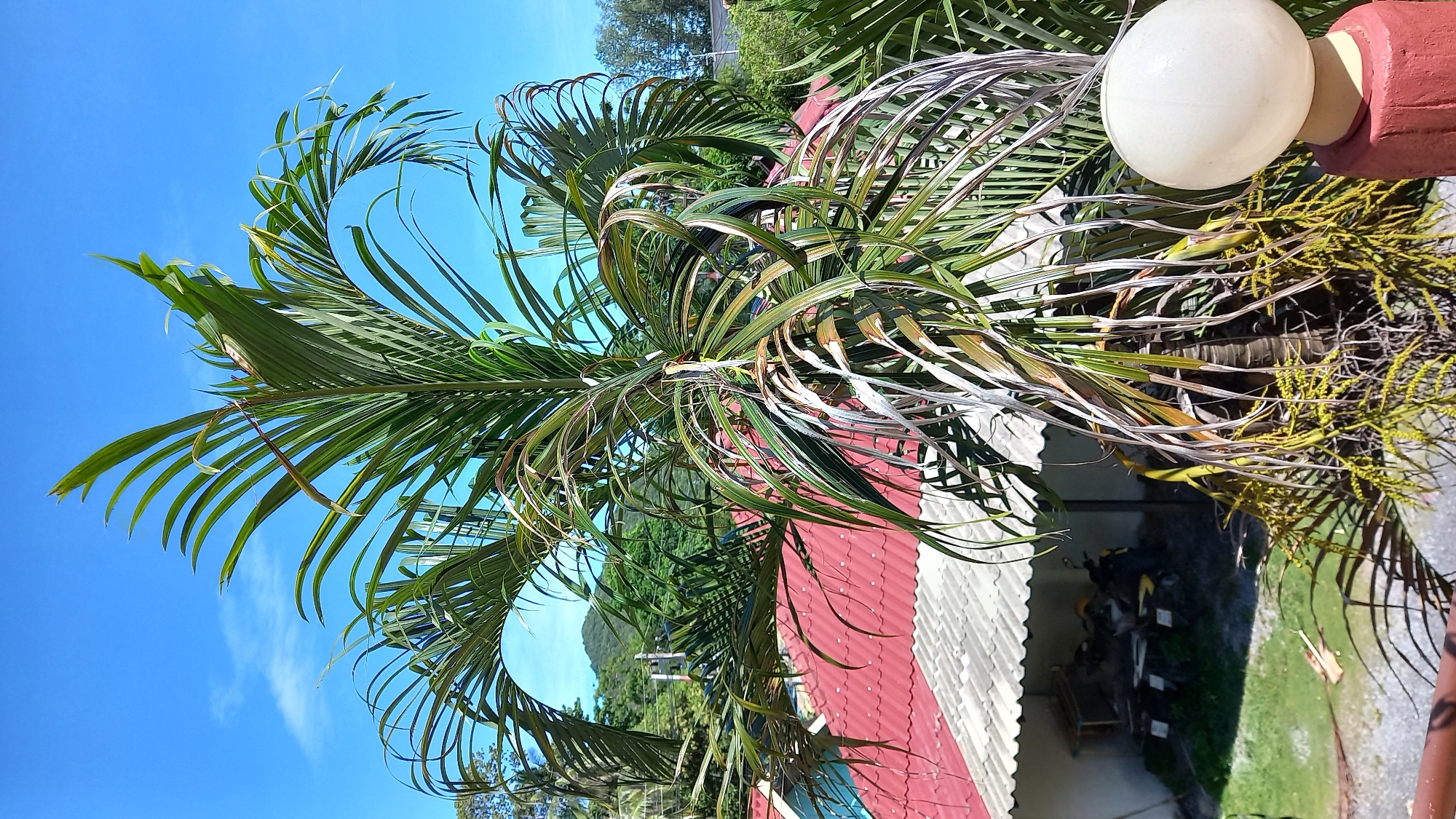 A vertical, medium shot captures a palm tree in the foreground against a clear blue sky on Koh Phangan, Thailand. The palm tree's fronds are lush green, with some showing signs of drying and browning at the tips, cascading down to partially obscure the red-tiled roof of a building below. The building features a white corrugated roof and an open-sided structure housing several motorbikes and some wooden materials. In the background, a lush green hillside rises, dotted with trees. A spherical outdoor light fixture on a red post is visible on the right side of the frame, adding a detail of the immediate surroundings.