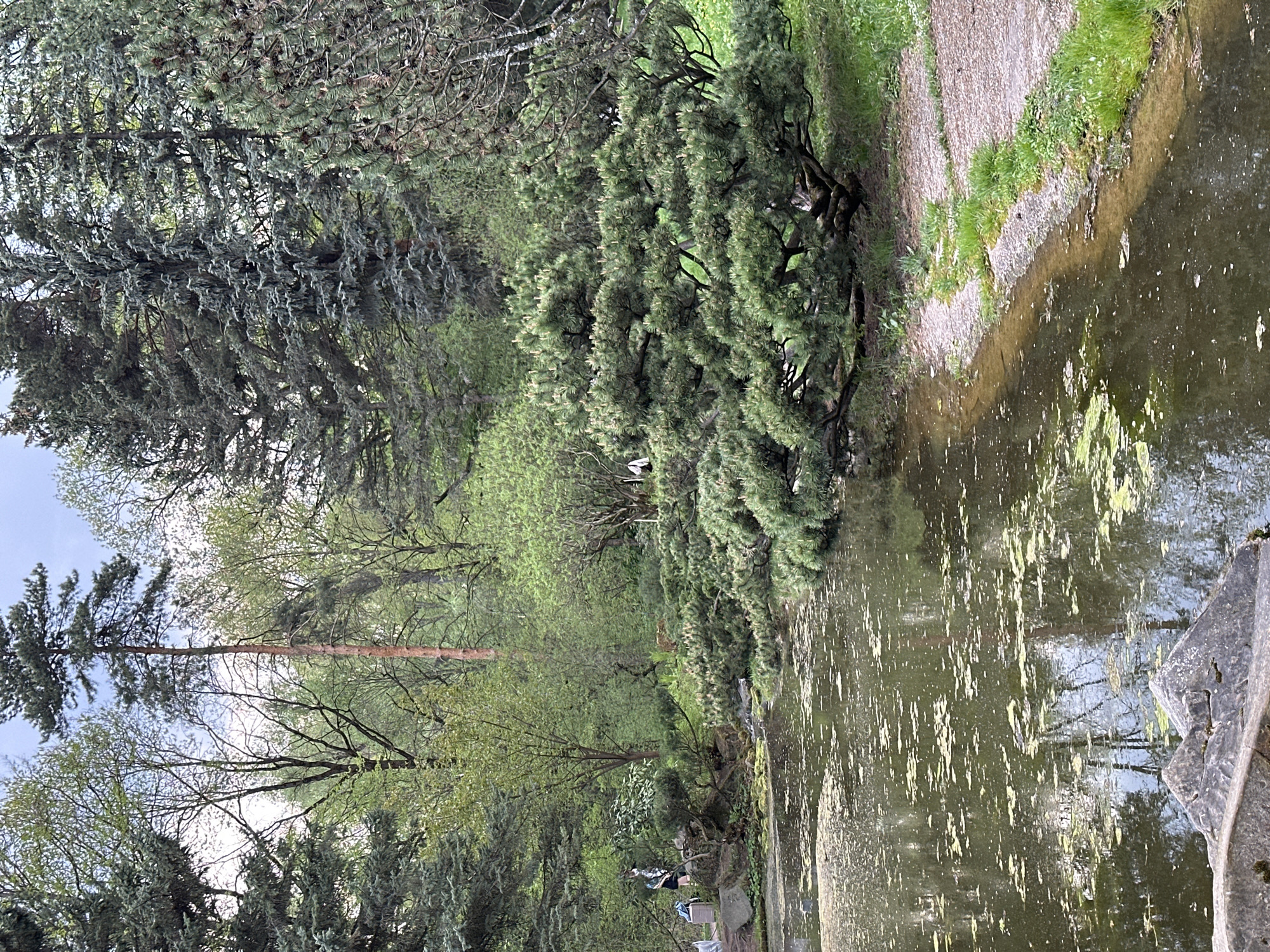 The image shows a pond in a park setting. Trees and shrubs surround the pond. Algae floats on the surface of the water. Part of a stone structure is visible in the lower right corner. There are a few people sitting on benches by the pond. The location is Moscow, Russia.