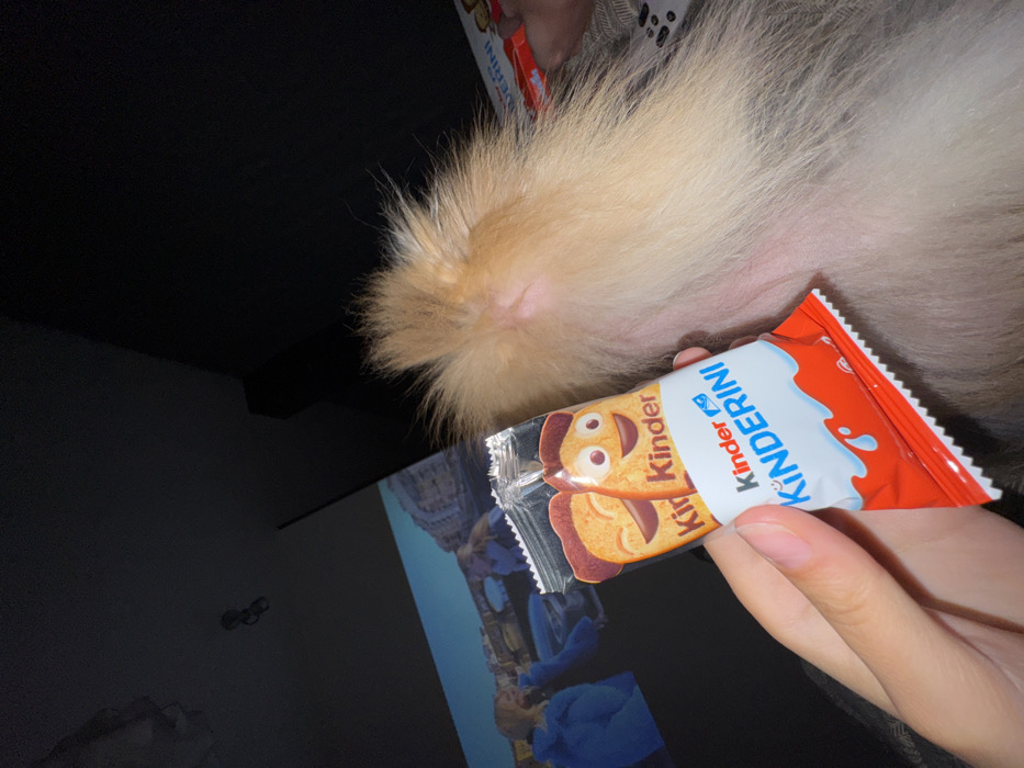 A close-up shot shows a hand holding a package of Kinderini cookies in front of a light-colored animal, possibly a dog. The dog's fur is thick and fluffy, with a visible tail area. The angle suggests the image was taken from above. In the background, there is a dark-colored screen displaying an image. The cookie package is red, white, and blue.