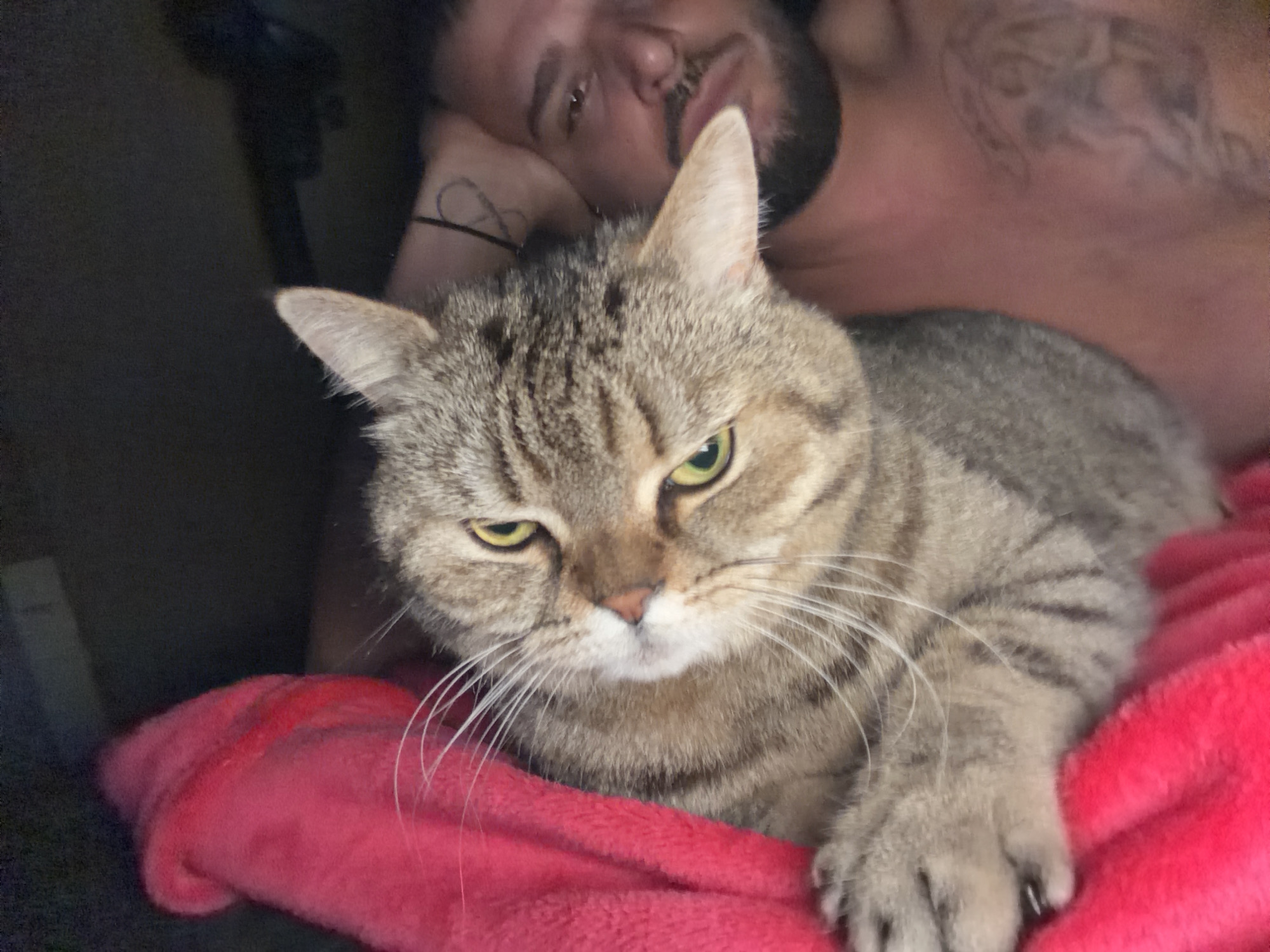 A medium shot shows a brown tabby cat with yellow eyes lying on a pink blanket. A man with dark hair and a beard is visible behind the cat, his face partially obscured and resting near the cat's head. The man has a tattoo on his arm. The background is dark and indistinct. There is no indication this image was taken in Sofia, Bulgaria.