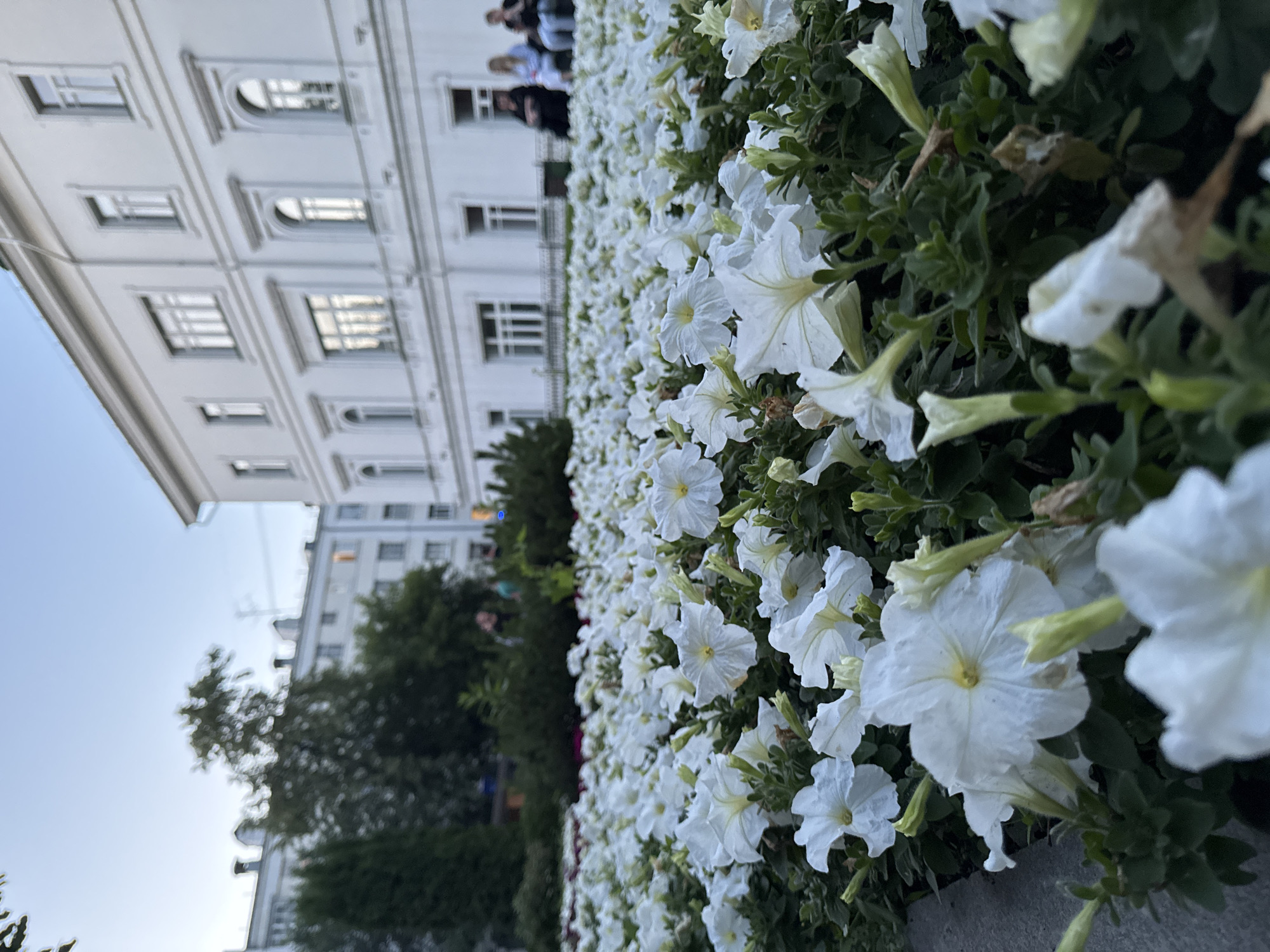 The image depicts a flowerbed filled with white petunias in the foreground. In the background, a white multi-story building with numerous windows is visible, along with other buildings and trees. Three individuals are seated on a bench in front of the white building. The overall setting suggests an urban park or public space. The specific location in Yekaterinburg, Russia, is the City Garden.