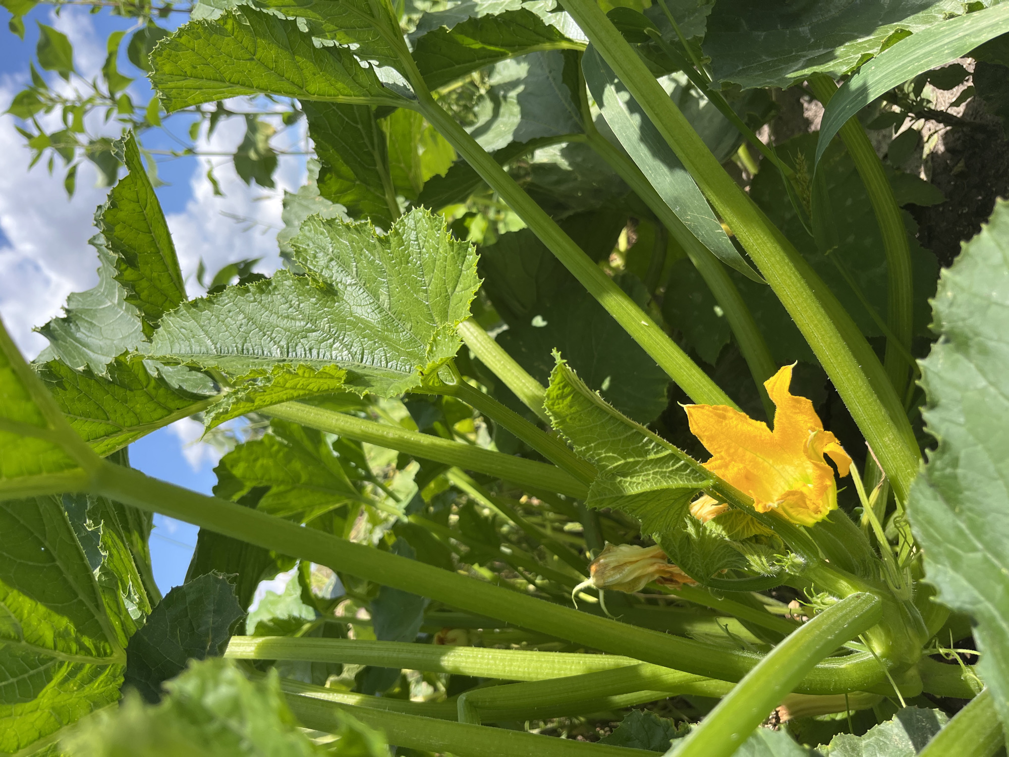 The image shows a close-up view of a zucchini plant with vibrant green leaves and thick stalks. A bright yellow zucchini flower is in bloom, nestled among the foliage. In the background, a clear blue sky with scattered white clouds is visible. The setting appears to be an outdoor garden, possibly in Fedorovka, Russia, given the information provided. There are no people or animals in the image. The focus is on the natural elements of the garden.