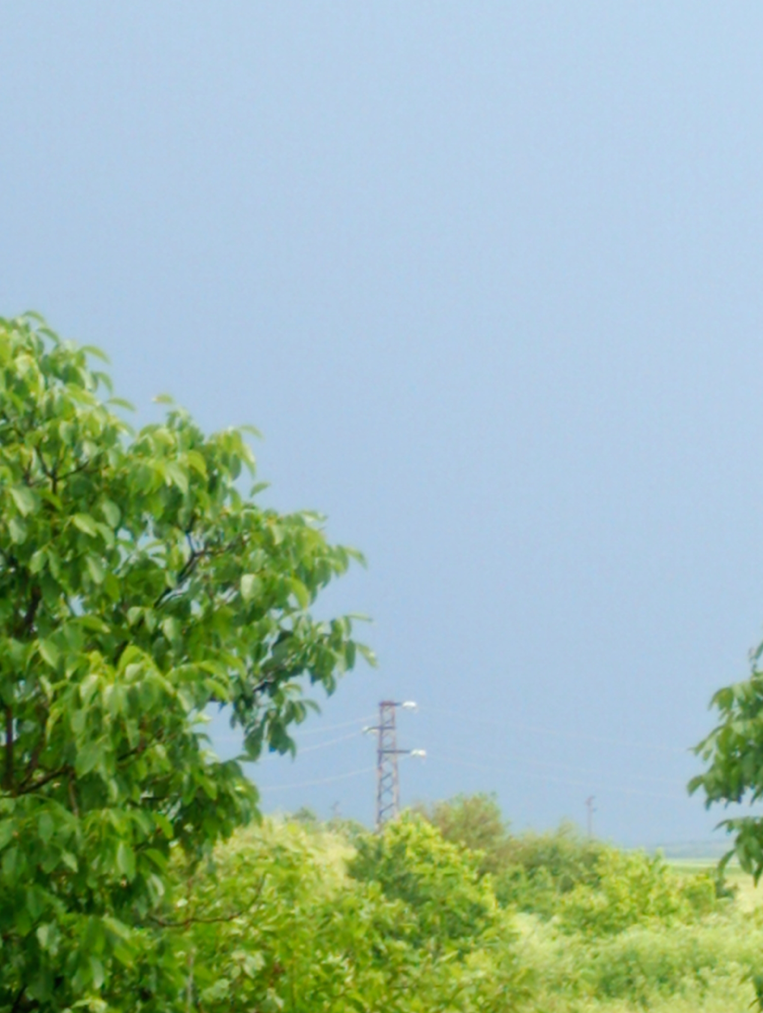 The image shows a landscape view under an overcast sky. Predominantly green trees and shrubs fill the lower portion of the frame. An electrical transmission tower is visible in the distance, emerging from the foliage. It appears to be located in an area outside the city of Roza, Bulgaria. There are no people, subjects, objects, actions, or interactions visible. The environment is characterized by green vegetation and an overcast sky.