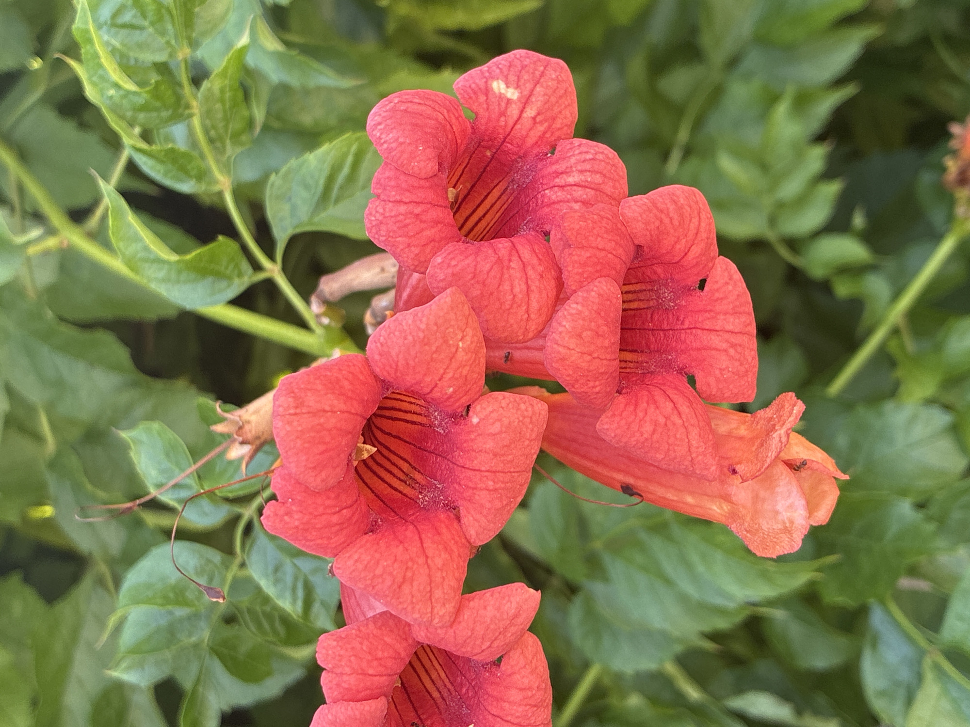 The image is a close-up of a cluster of vibrant red trumpet-shaped flowers, possibly from a trumpet vine, set against a soft-focus background of lush green leaves. Several flowers are in various stages of bloom, with some displaying their internal striped throats. A few small black insects are visible on some of the petals. The lighting suggests an outdoor setting, possibly a garden or park. There are no people or any specific city landmarks visible. The location of Штормовское сельское поселение, Ukraine is provided as context but is not visually represented in the image.