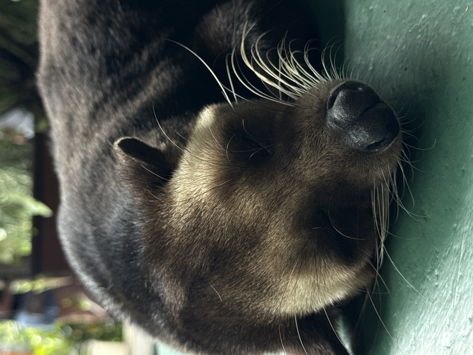A close-up, eye-level shot shows a sleeping binturong, also known as a bearcat, resting its head on a green surface. The animal's dark brown fur is visible, with lighter brown fur around its muzzle and ears. Long, white whiskers extend from its snout. The background is blurred, but appears to be an outdoor setting with green foliage and hints of human activity. The scene is likely located in Tampaksiring, Indonesia, given the presence of lush vegetation and potentially a tourist area. The overall atmosphere is peaceful, with the binturong appearing relaxed and undisturbed in its slumber.