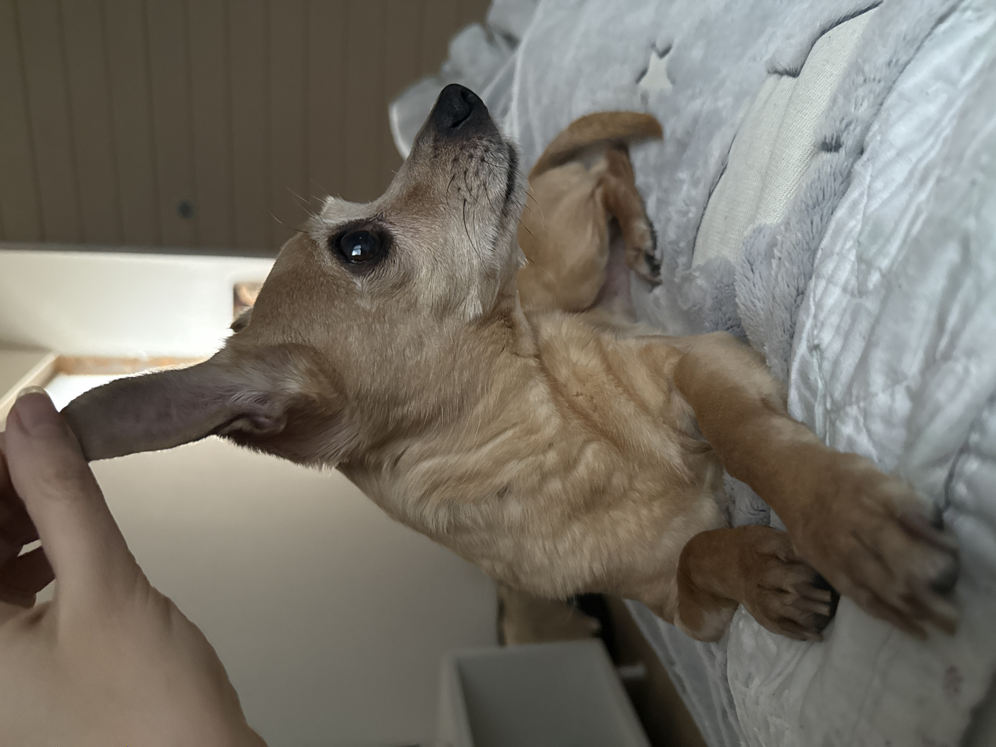 A tan, short-haired dog is lying on a gray and white patterned blanket. A person's hand is visible in the lower left corner, holding the dog's ear. The background shows a wall and ceiling with an off-white color. There is no indication of the location being in Chaikovsky, Russia.