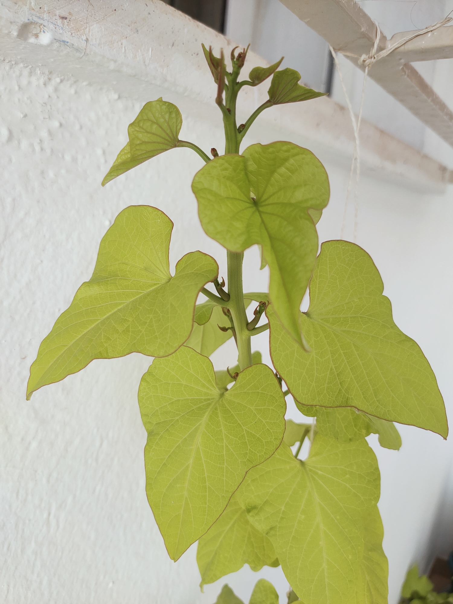 A close-up, upward angle shot shows a light green vine with heart-shaped leaves against a white, textured wall. The vine is suspended by a thin white string tied to a horizontal bar, suggesting it is growing outdoors, possibly on a balcony or patio in Ariana, Tunisia. The leaves are veined and have reddish edges. The background is predominantly the white wall, with a blurred metallic structure above and to the right. There are no people or animals visible in the frame.