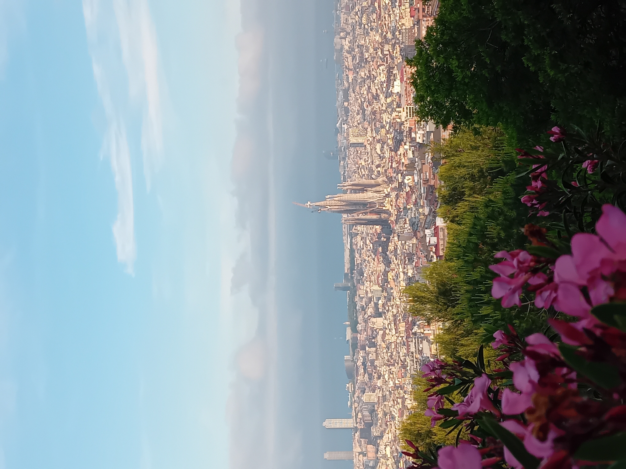 The image presents an elevated view of Barcelona, Spain, notable for the Sagrada Familia prominently featured in the urban landscape. The city sprawls densely with buildings and streets, adjacent to the Mediterranean Sea. The scene is framed by greenery and pink flowers in the foreground, possibly shot from a park or viewpoint. The sky is partly cloudy, transitioning from clear blue to hazy gray toward the horizon.