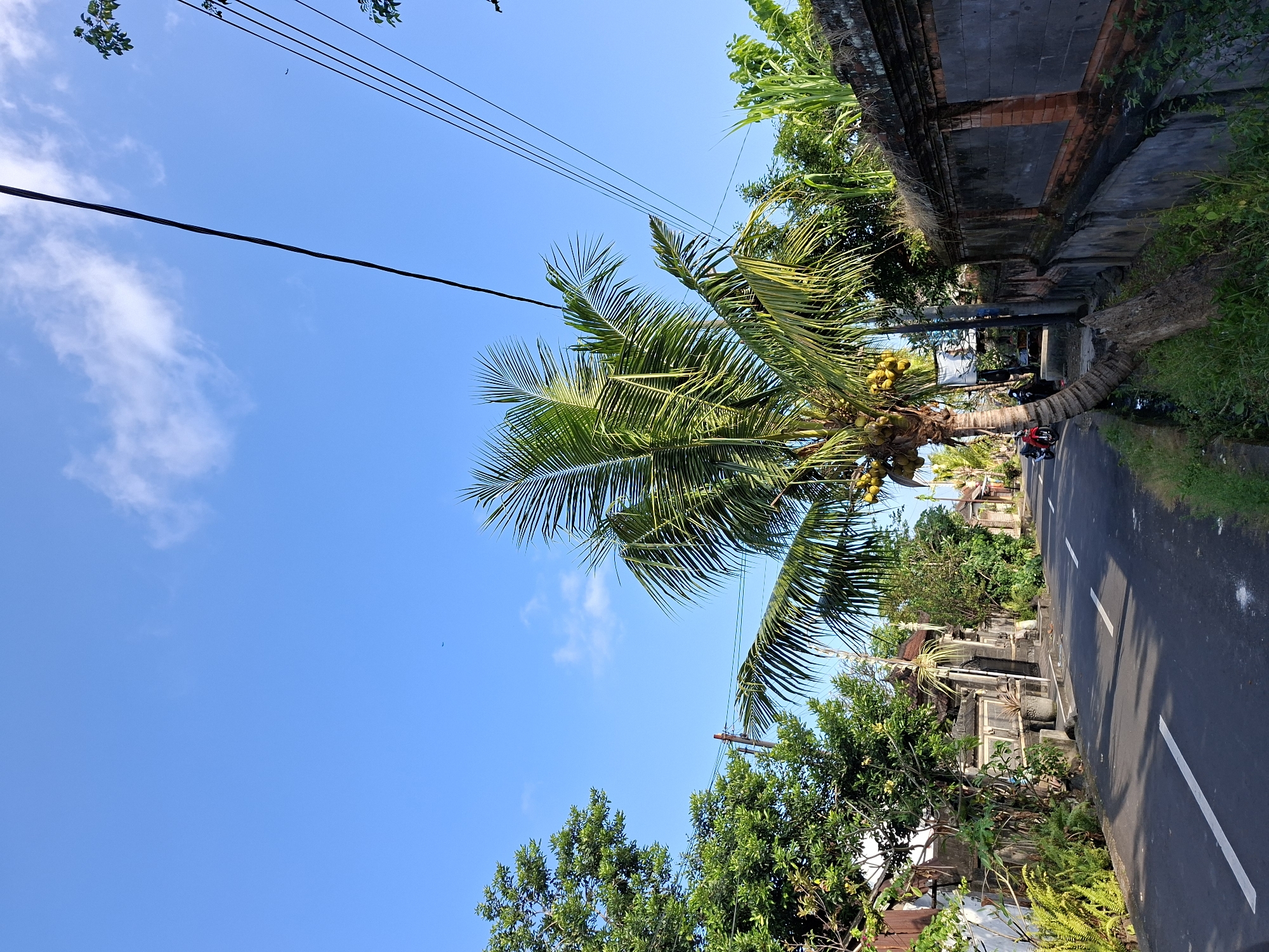 A lone coconut palm tree laden with fruit leans over a paved road in Blahbatuh, Indonesia. The road has white lines marking its lanes and a grassy ditch runs alongside it. The tree is on the right side of the road, its trunk bent and a few coconuts visible. Further down the road, a red motorcycle is parked. The left side of the road features a wall constructed with stone and brick, covered in moss and vines. Behind the wall, lush green vegetation and trees are abundant. In the background, traditional Balinese houses with intricate stone carvings and tiled roofs can be seen. The sky is a clear, bright blue with a few scattered white clouds. Power lines are strung across the top of the image. The scene captures a typical street in a tropical village, showcasing the natural beauty and architectural style of the region.