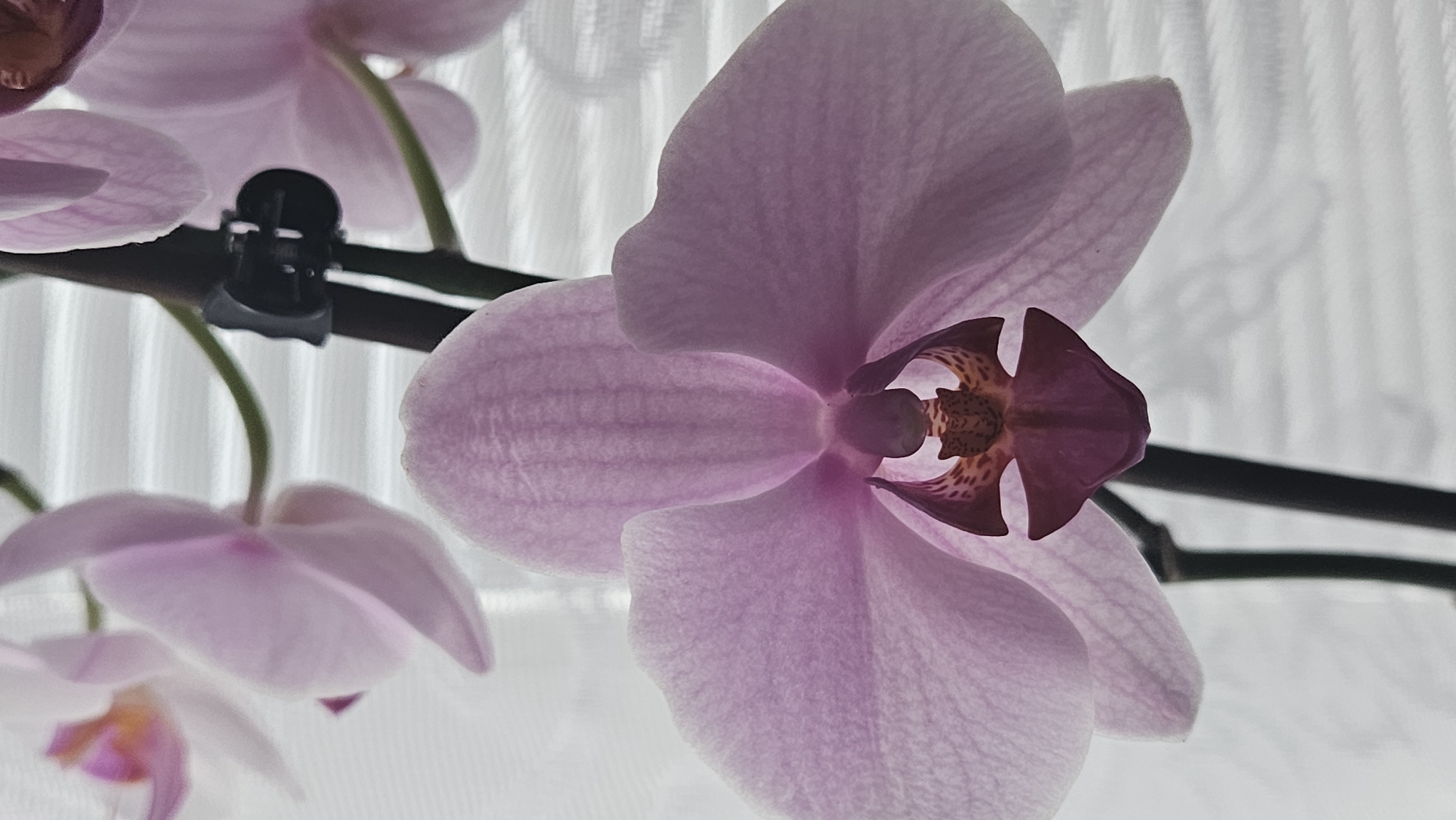 This is a close-up, eye-level, vertical shot of a light pink orchid bloom. The flower's petals are delicate and translucent, with subtle veining. The center of the bloom features darker pink and reddish-brown markings. Behind the orchid, a white, slatted blind is visible, creating a backdrop of horizontal lines and diffused light. The orchid is attached to a dark stem, supported by a small black clip. The overall scene is indoors, with soft lighting. There is no indication of Bratislava, Slovakia, or any specific urban environment.