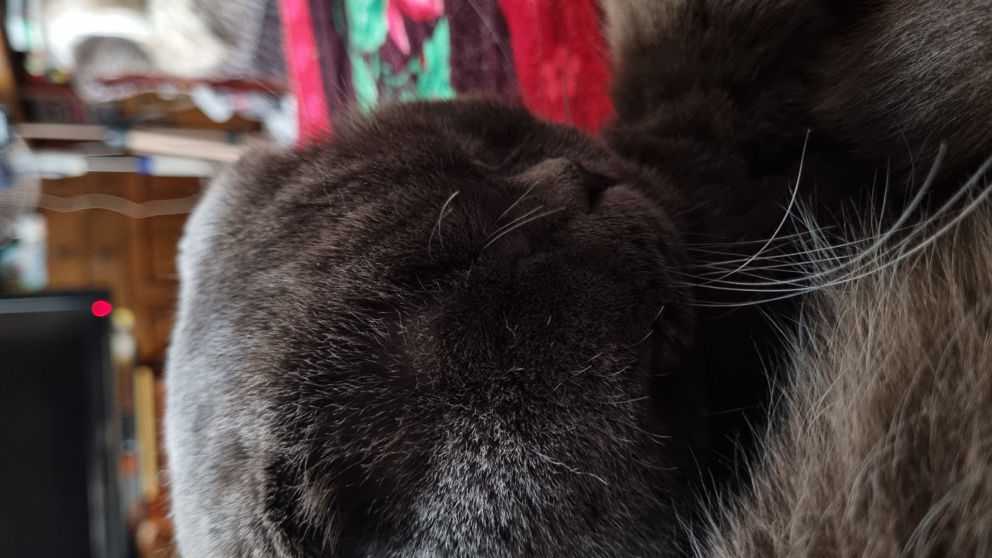The image is a close-up shot of a dark gray cat sleeping on a red and green patterned blanket. The cat's eyes are closed, and its face is partially obscured by its fur. The background is blurred, showing what appears to be a room with furniture and a television screen. There is no specific indication of the cat's location in the city of Vysokoe, Russia, as the scene is generic and domestic.