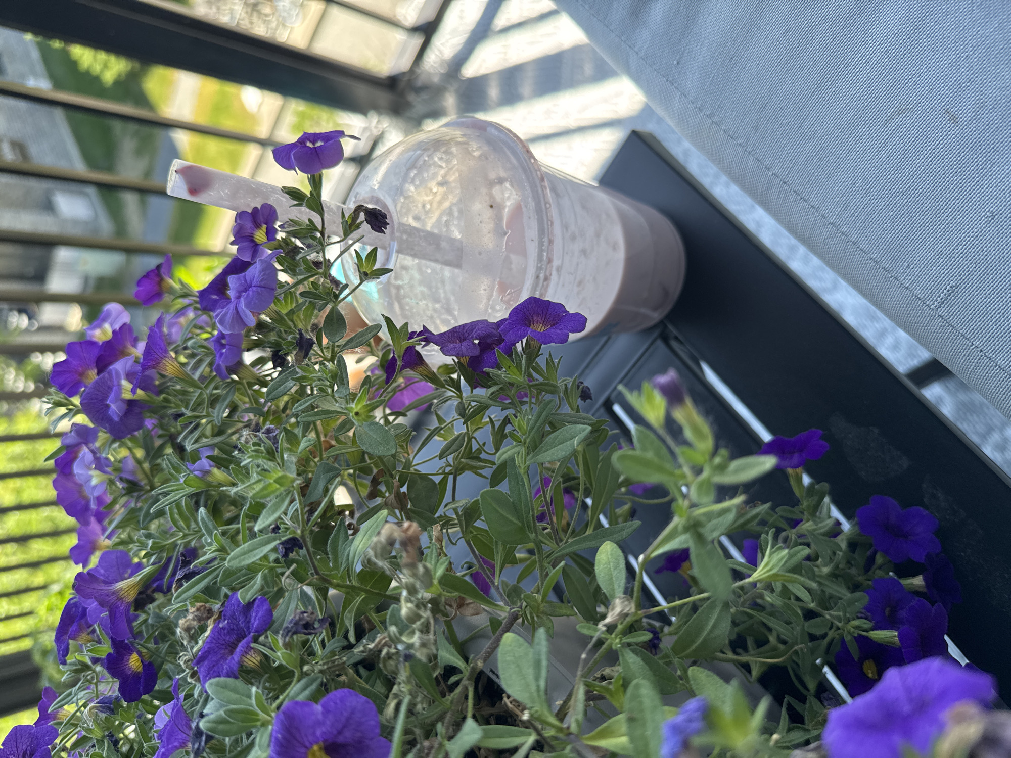 A close-up, high-angle shot shows a plant with numerous small purple flowers and green leaves in the foreground, partially obscuring a clear plastic cup filled with a pinkish beverage and a straw. The cup sits on a dark, slatted surface, likely a table, which is positioned on a balcony. In the background, a blurred view of buildings and greenery suggests an urban or suburban outdoor setting. The lighting indicates it is daytime, with sunlight casting shadows. The scene is set in Gatineau, Canada.