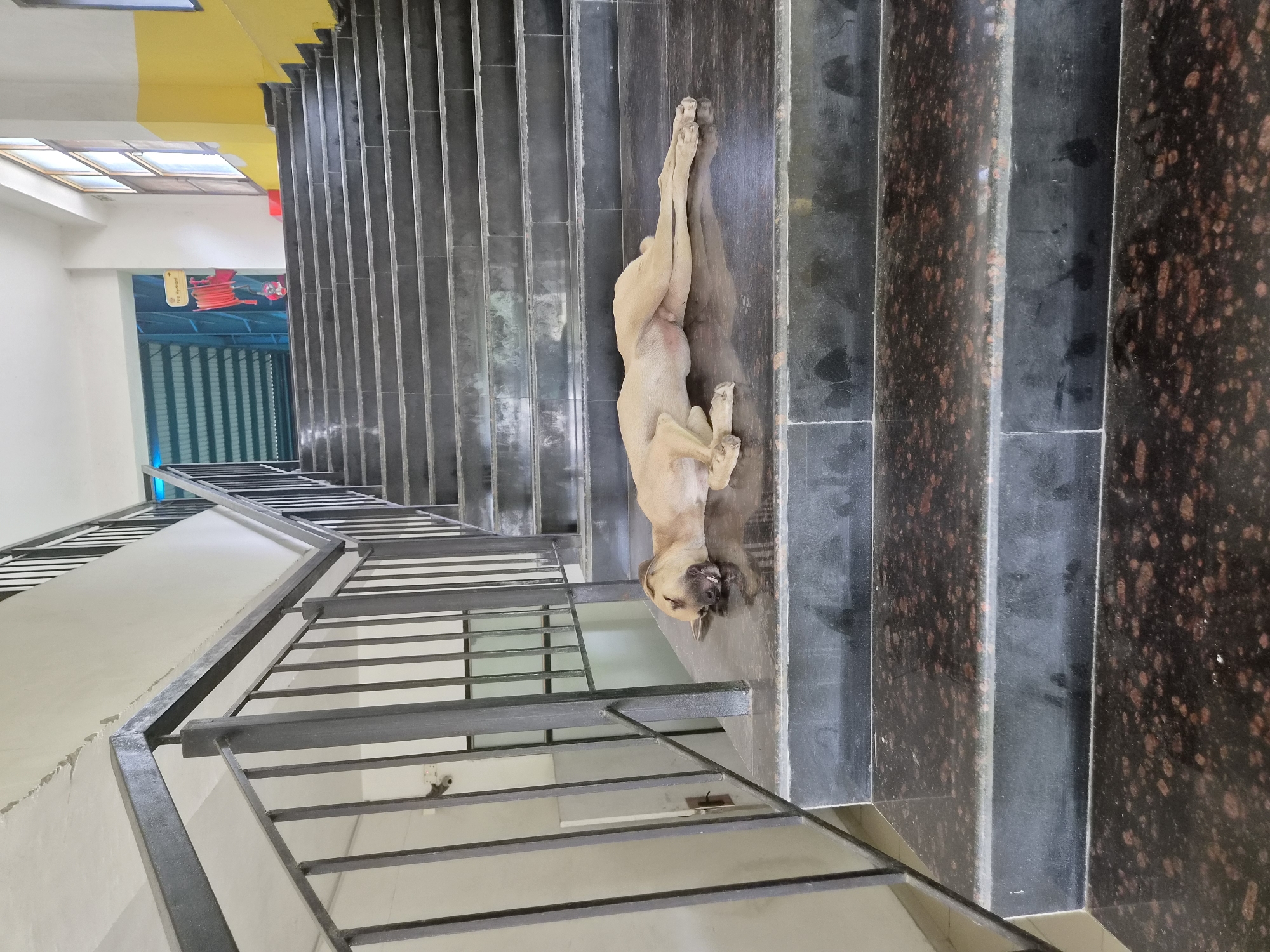 A tan-colored dog is sleeping on a dark, speckled granite step of an outdoor staircase. The dog is lying on its side with its head resting on the step, its eyes closed, and its mouth slightly open, revealing its teeth. The staircase has a dark metal railing on the left side. In the background, the staircase continues upwards, with steps also made of dark granite and black risers. The walls of the building are visible on either side of the stairs. The environment appears to be a public area, possibly a school or an office building, given the signage and architectural style. The location is Phagwara, India.