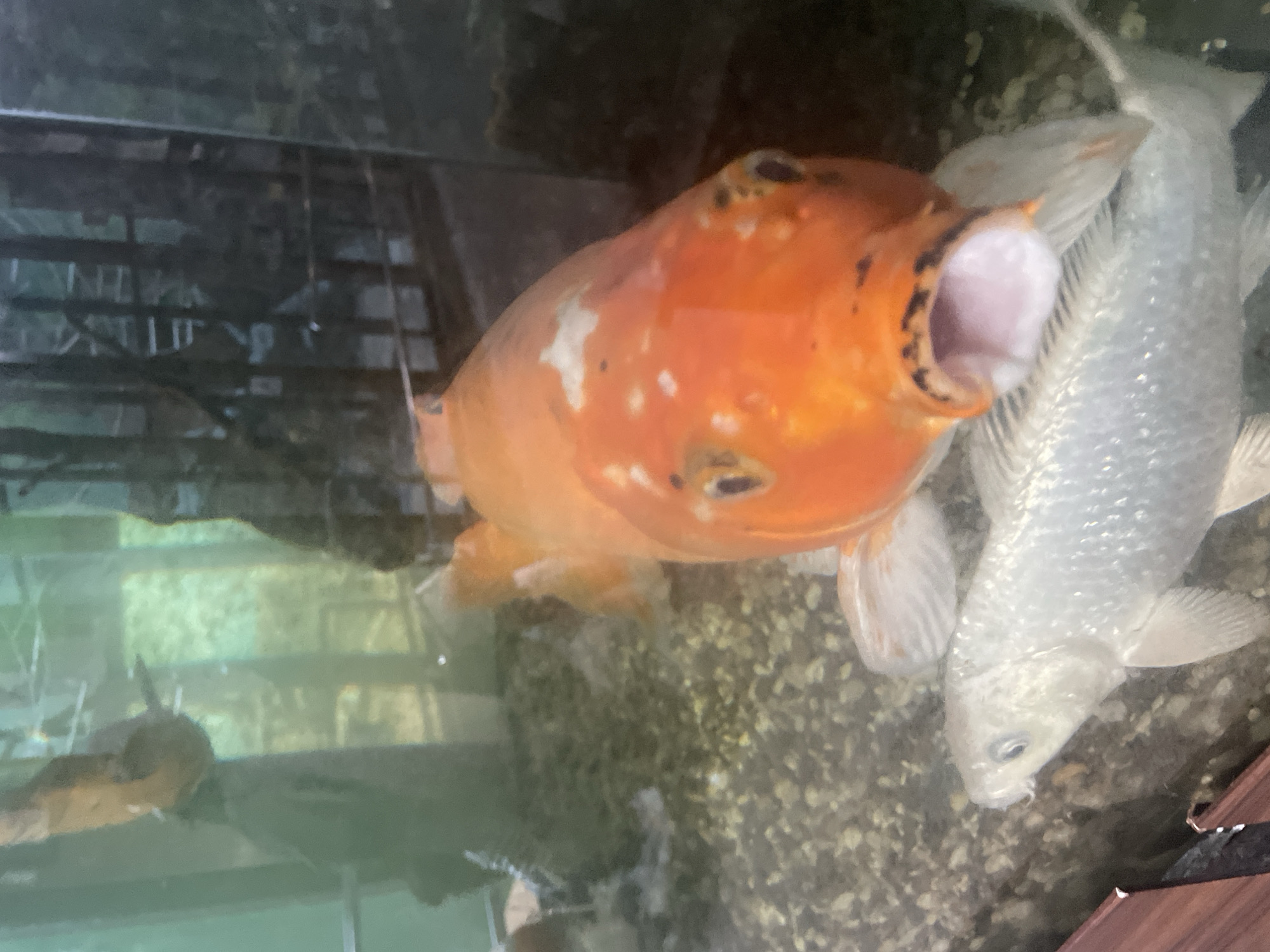 An orange koi fish with white markings and a gaping mouth is in the foreground of a freshwater aquarium, positioned directly in front of a smaller, silver koi fish. The orange koi's mouth is open wide, revealing its pale pink interior. Its eyes are visible, with dark pupils. The silver koi is positioned beneath the orange koi, its head turned to the left. The aquarium's bottom is covered in small, dark pebbles. In the background, a dark, blurry structure, possibly part of the aquarium's filtration system or decor, is visible, along with reflections that obscure further details of the environment. The lighting in the aquarium appears to be artificial, creating reflections on the glass. There is no information available to determine the specific location within Izhevsk, Russia.