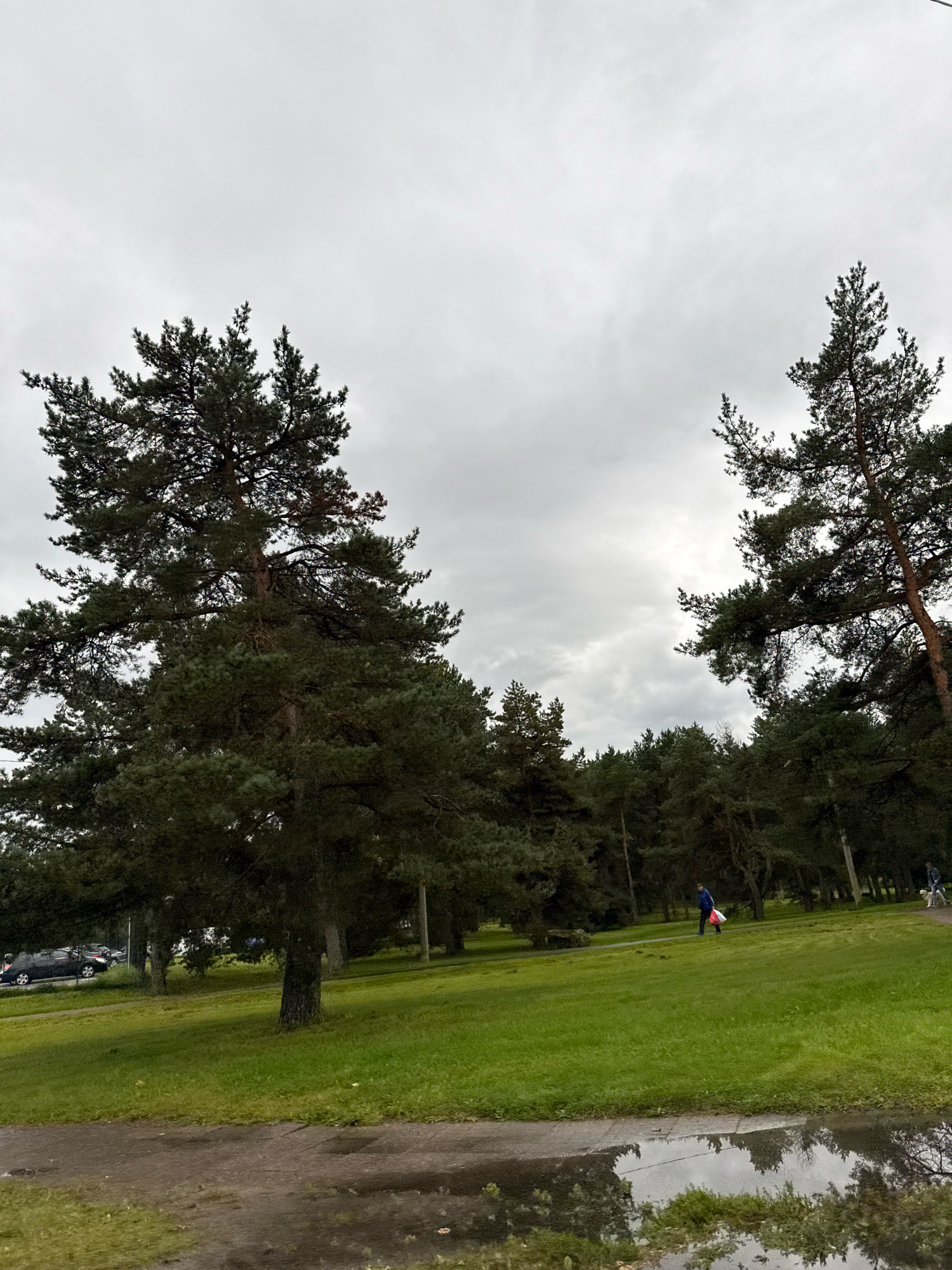 The image depicts a park scene on an overcast day in Tallinn, Estonia. In the foreground, a wet path with puddles reflects the sky and surrounding trees. To the left, a dark-colored car is parked on a road adjacent to a grassy area. The middle ground features a lush green lawn with several tall pine trees. In the distance, a person in a blue jacket carrying a red bag walks on a path through the trees, and another person walks a dog. The background is filled with a dense forest of pine trees under a cloudy sky. The overall impression is one of a tranquil, natural setting within an urban environment.