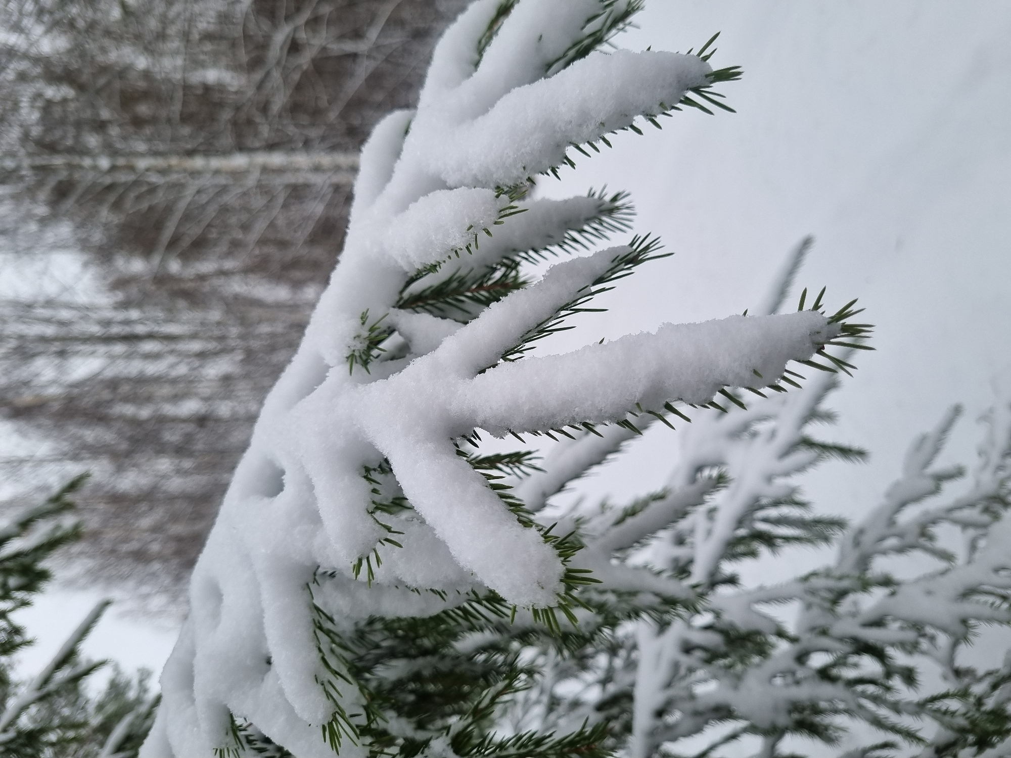 The image depicts snow-covered evergreen tree branches. The snow is thick and obscures most of the green needles, creating a rounded, white form along the branch. In the background, other trees are visible, also covered in snow. The location is Kemul, Russia, though this cannot be verified solely from the image. The scene is wintery and characterized by snow and evergreen foliage.
