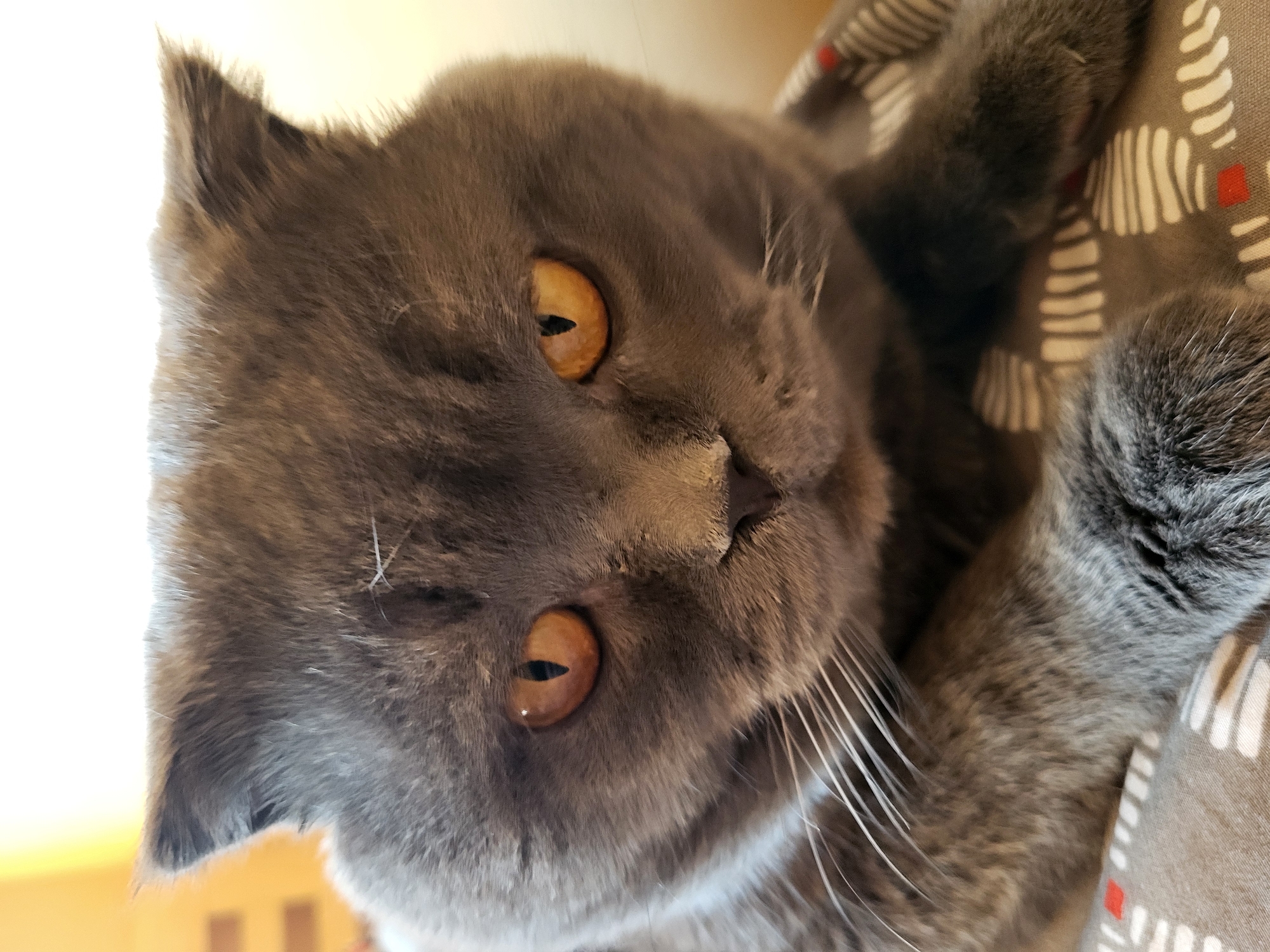 The image depicts a gray cat with amber eyes. The cat is positioned close to the camera, filling most of the frame. Its head is slightly tilted. The cat's paw is also visible. The background shows a patterned fabric.