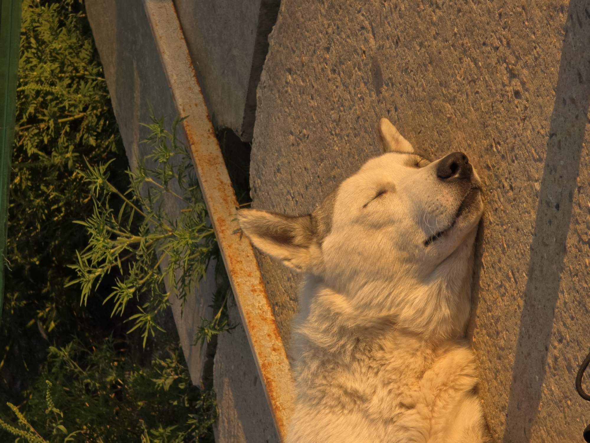 In Rostov-on-Don, Russia, a light-colored dog sleeps soundly on a concrete surface. The dog is positioned on its side, with its eyes closed and a peaceful expression on its face. Its fur is illuminated by the warm, golden light of what appears to be late afternoon or early morning sun, casting a long shadow to its right. Behind the dog, a rusty metal beam rests on more concrete slabs. Green foliage, some with delicate, feathery leaves, grows beyond the concrete, and a hint of a green fence is visible in the upper background. The scene suggests a quiet moment of rest in an outdoor urban or semi-urban environment.