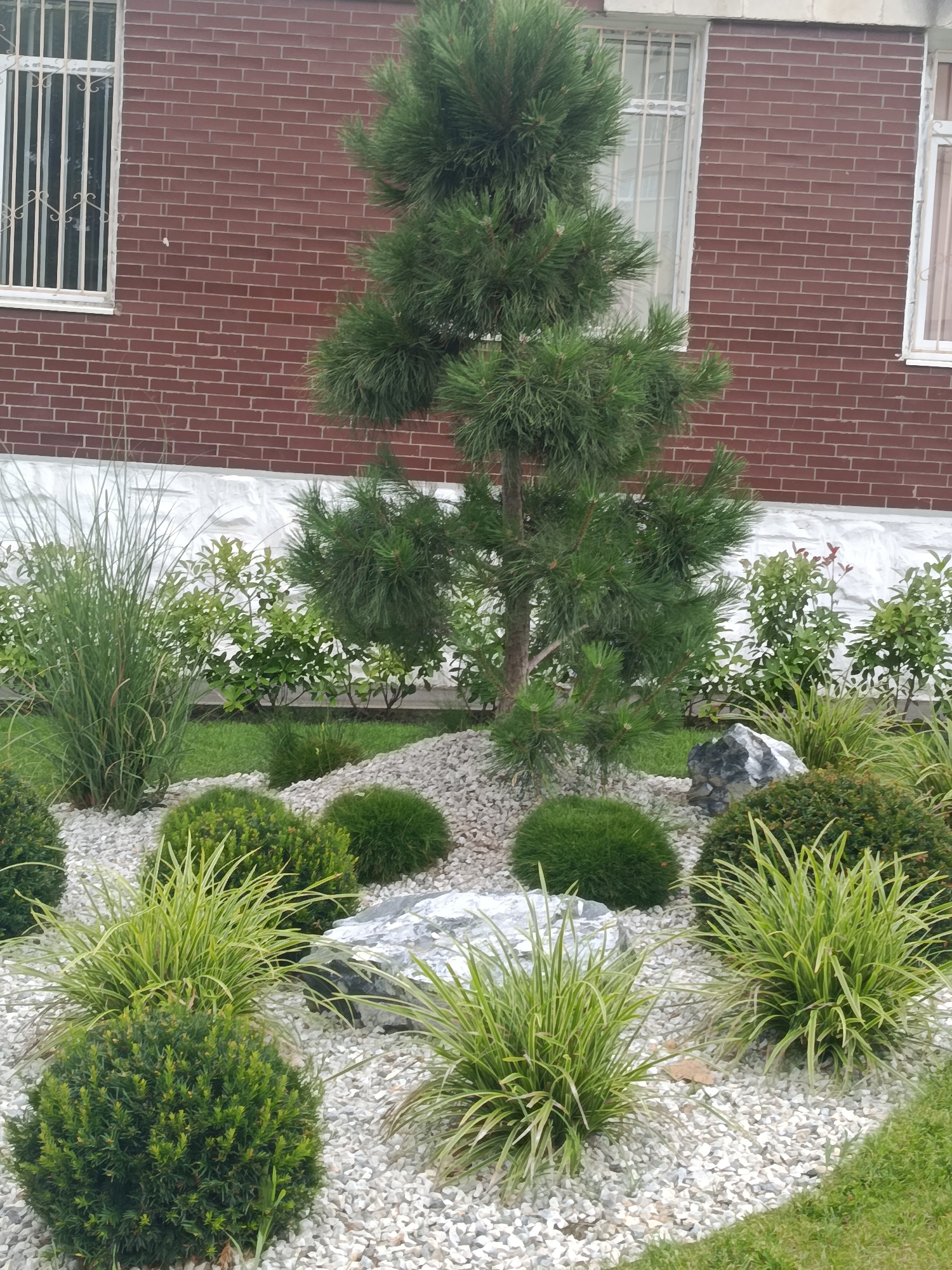 A meticulously landscaped garden in front of a brick building is depicted. The garden features a variety of plants, including a tall evergreen tree, ornamental grasses, and rounded shrubs, all interspersed with white gravel. Large, grey rocks are strategically placed among the flora. The building in the background has a red brick facade and white-framed windows with decorative metal bars. The scene suggests a well-maintained outdoor space, likely a residential or public area in Chișinău, Moldova. There are no people or animals present.