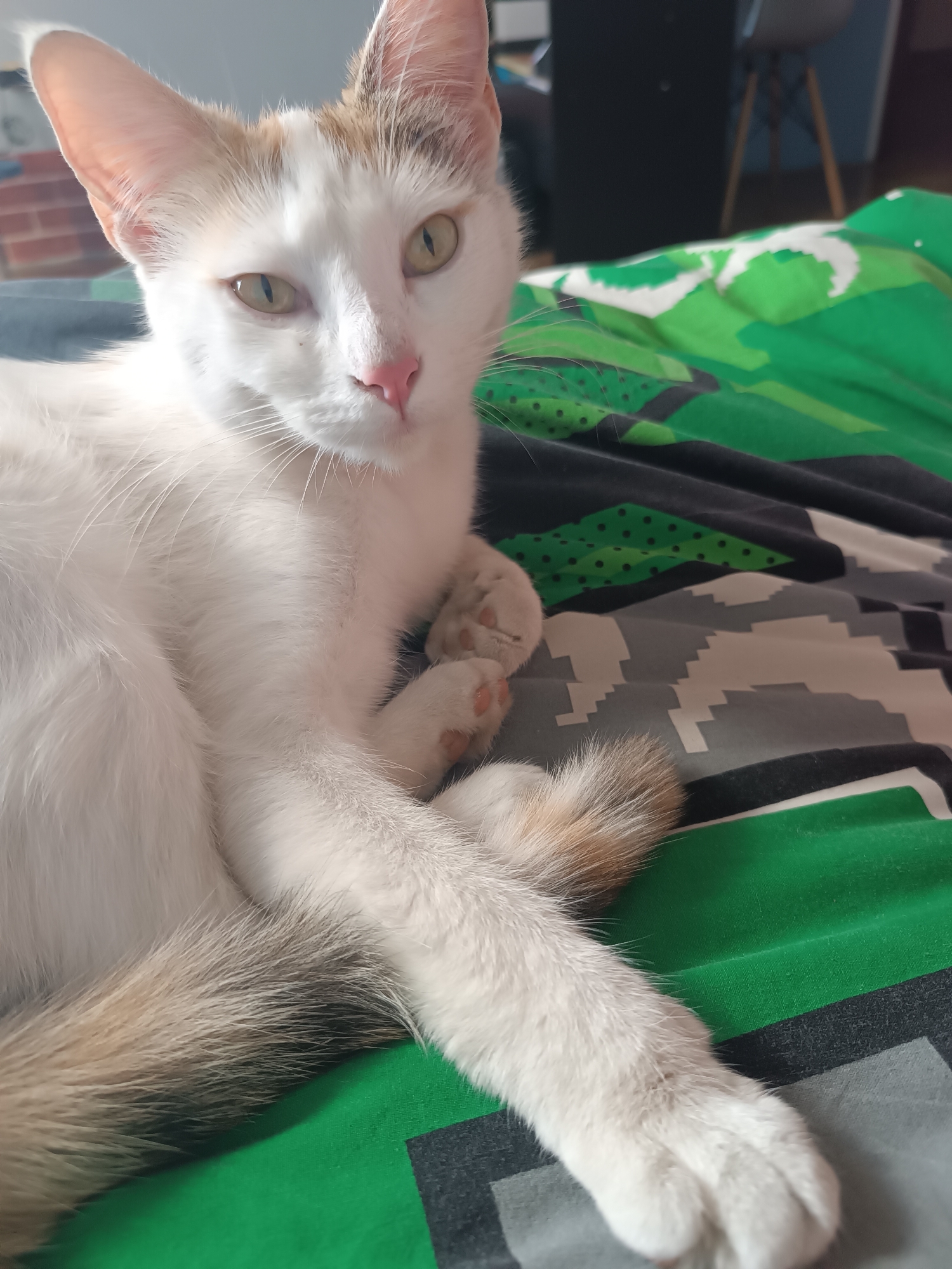A white cat with light tan markings on its head and tail is lying on a bed with green, gray, and black patterned bedding. The cat is positioned facing the camera with its front paws crossed. The background includes furniture, appearing to be a chair, and a brick wall. The location is likely inside a private residence. There is no explicit indication of the city of Viadana, Italy in the image.
