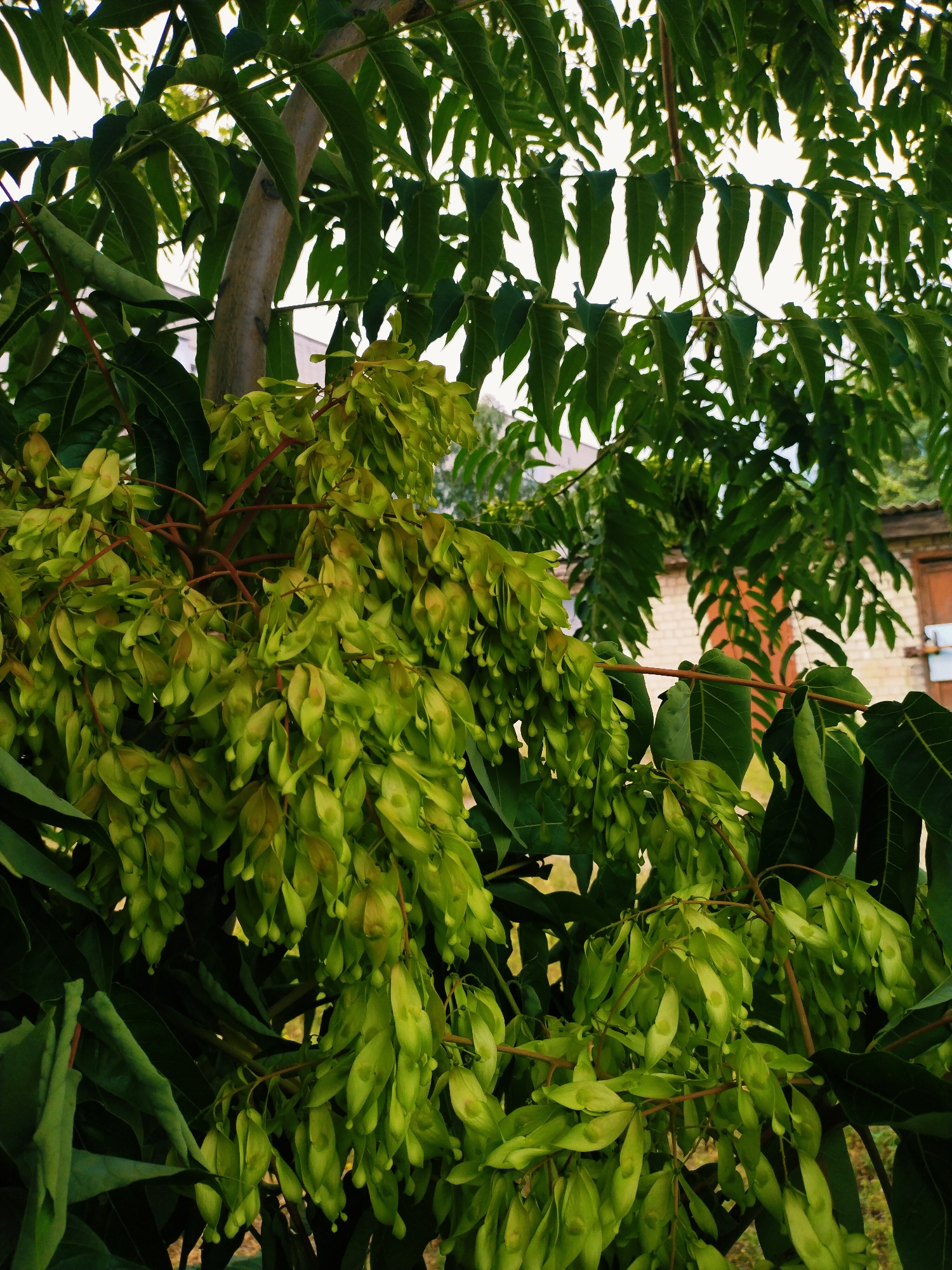 The image shows a close-up view of a tree with large green leaves and clusters of light green, elongated seed pods hanging from thin branches. The seed pods are somewhat translucent, revealing a lighter interior. The tree's trunk is visible, a light brown color with some texture. In the background, a brick building with a brown door and window frames is partially visible, suggesting an outdoor urban or suburban setting. The sky is bright and appears overcast or washed out. The overall impression is of a natural element within a built environment. This scene is located in the city of Horishni Plavni, Ukraine.