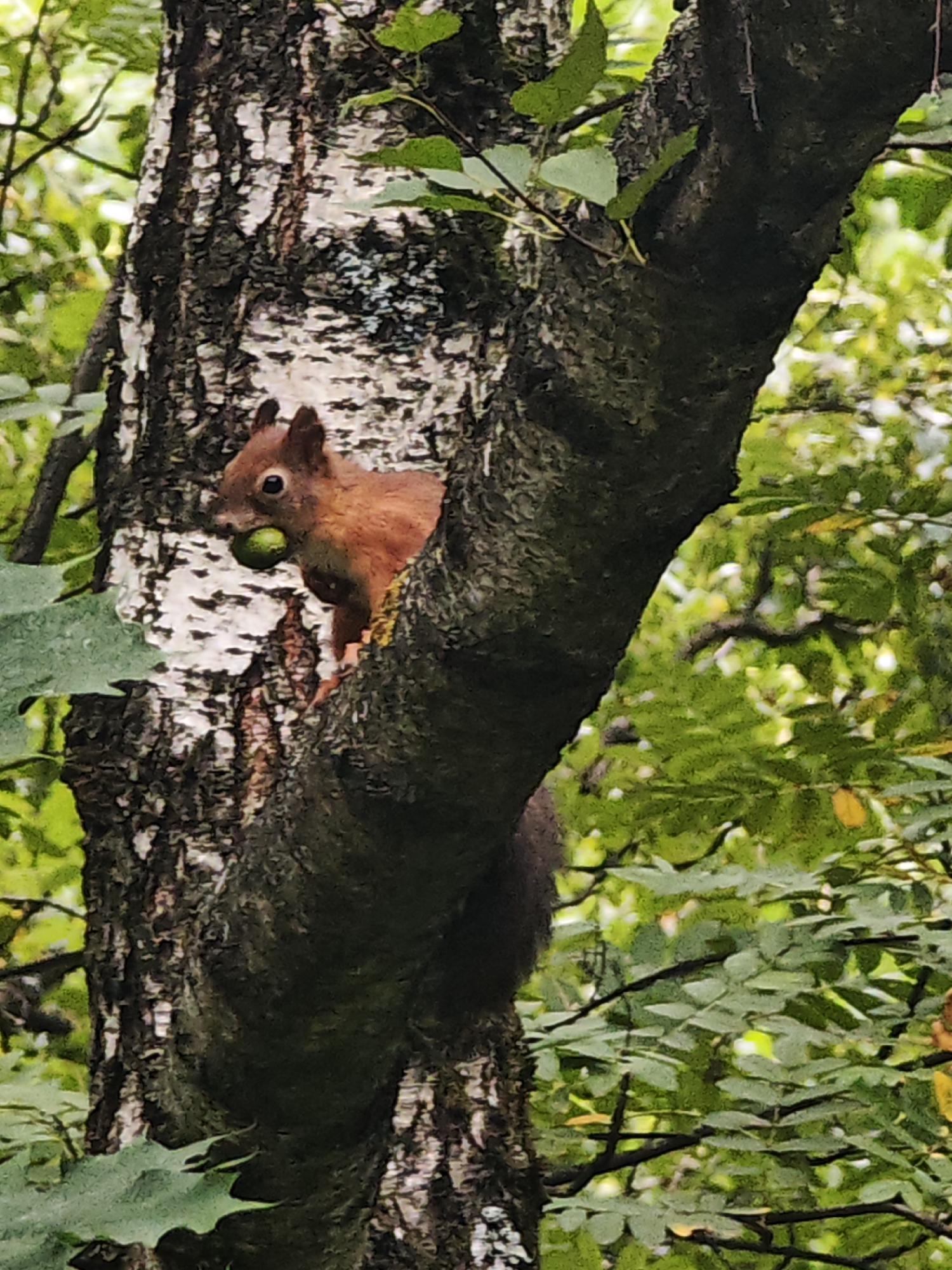 A red squirrel is partially visible perched on a tree trunk with mottled bark, holding a green nut or fruit in its mouth. The squirrel is positioned in the center-left of the frame, with its head and front paws protruding from behind the tree. The background consists of blurred green foliage and branches, suggesting an outdoor, natural setting. The lighting is dappled, indicating it might be daytime in a shaded area. There is no indication of the specific location within Moscow, Russia.
