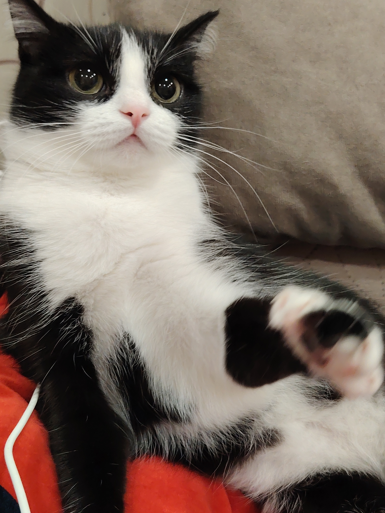 The image features a black and white cat with green eyes. The cat is sitting or lying down, with one paw raised towards the viewer. The cat's fur is primarily white on the chest and belly, with black markings on the head, ears, and limbs. The background includes a tan or beige-colored cushion or pillow, and a glimpse of red fabric.