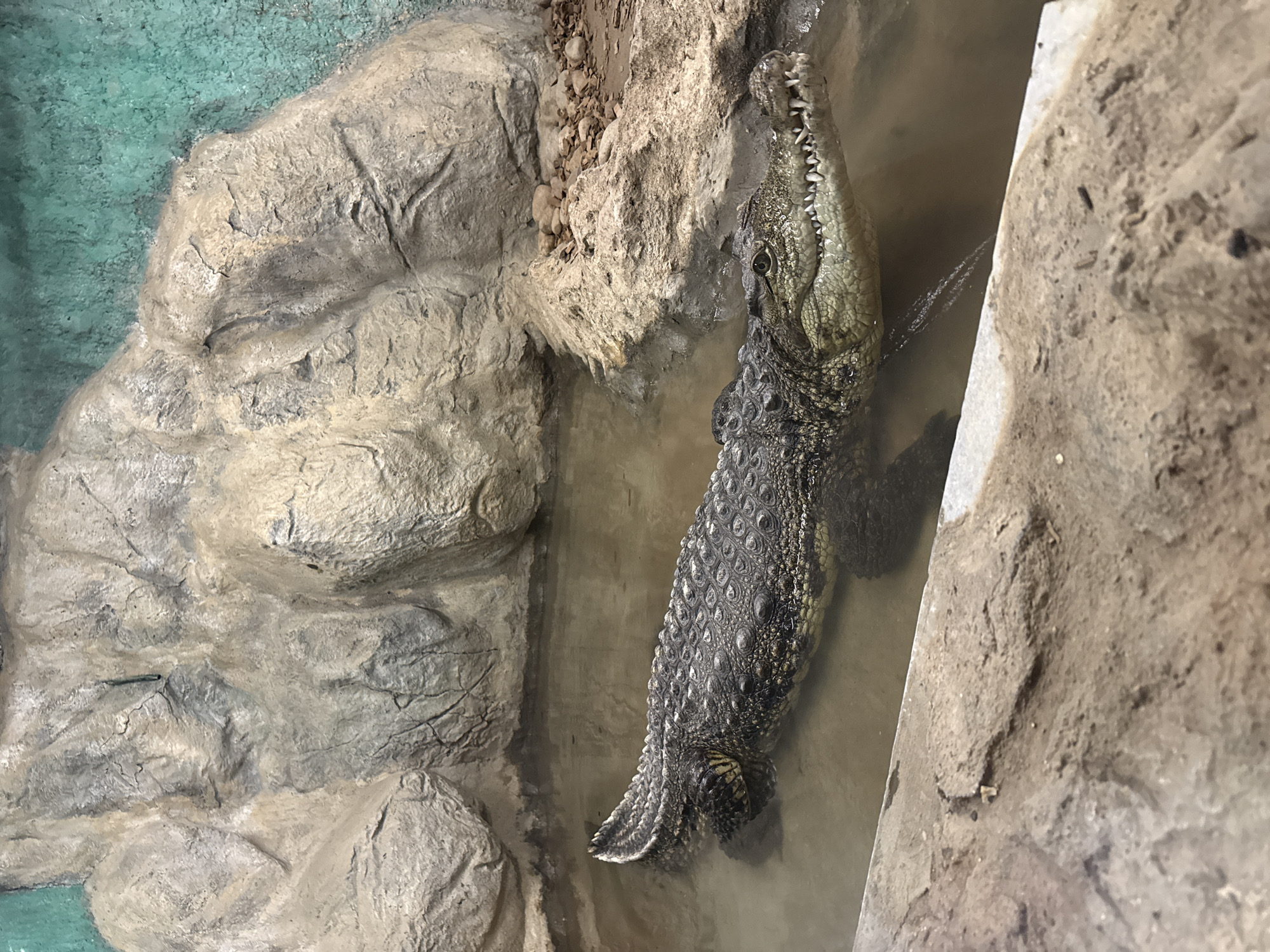 An alligator partially submerged in water is positioned between rock-like formations within an enclosure. The enclosure appears to be an artificial habitat, featuring a backdrop of bluish-green that mimics a natural environment. The alligator's head is elevated, revealing its teeth. The scene is likely indoors, and possibly located within a zoo or aquarium in Sofia, Bulgaria.