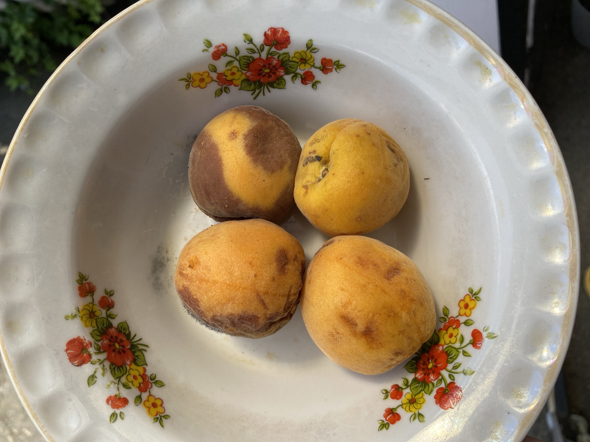 The image shows a white ceramic bowl with a floral pattern on its rim, containing four peaches. The peaches are round and fuzzy, with skin tones ranging from bright orange to brown. Some peaches have a blush of red or brown, while others are predominantly orange with darker patches. The bowl is decorated with small flowers in red, yellow, and green, with leafy accents. The surface of the bowl appears slightly worn and has a pearlescent sheen in some areas. The background is blurred, but hints of green foliage suggest an outdoor setting, possibly a garden or patio. The image is taken from a top-down perspective, focusing on the arrangement of the peaches within the bowl. The scene depicts a simple still life of freshly picked fruit. The location in Maykop, Russia, is not directly evident from the visual information in the image.
