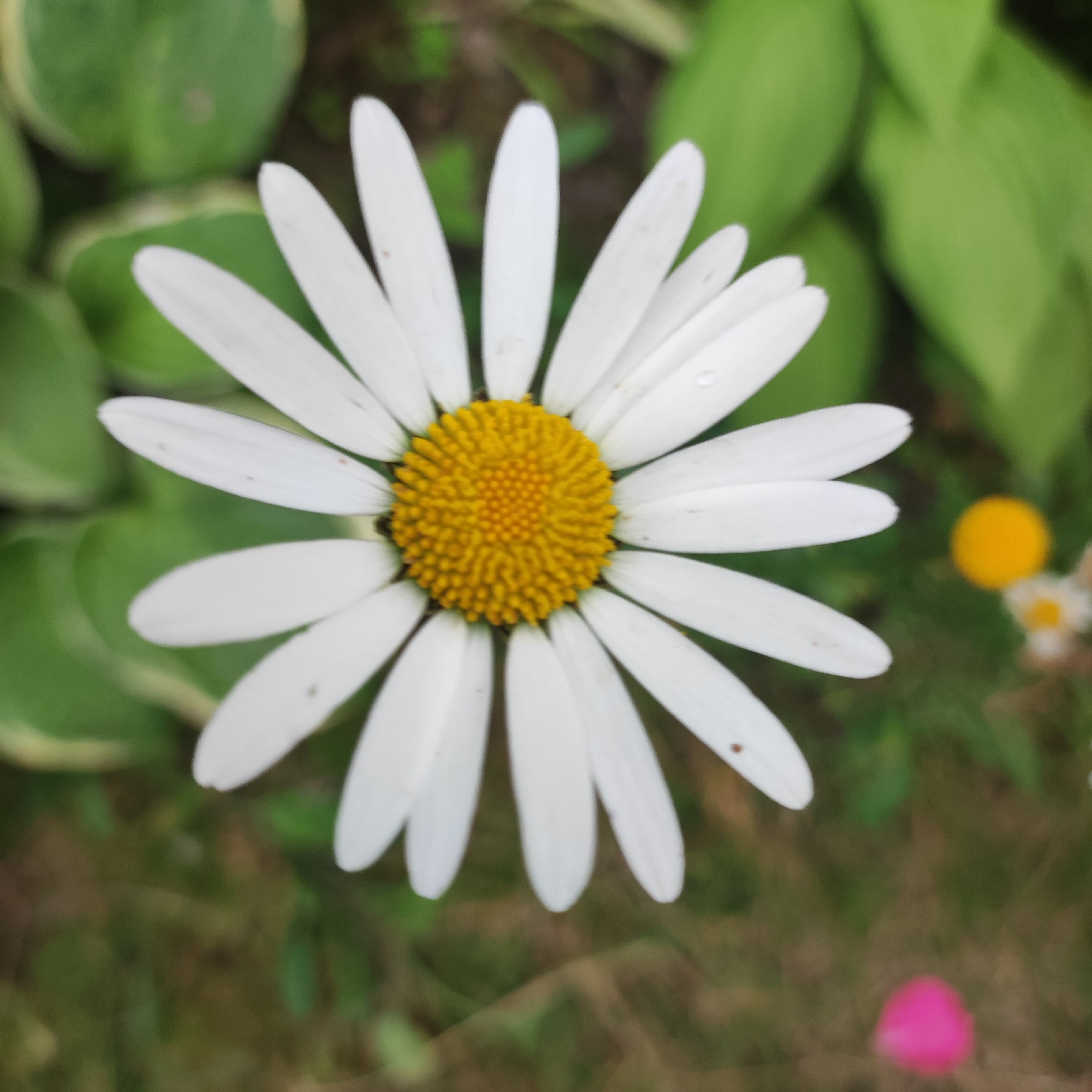 A close-up, top-down shot of a daisy with white petals and a yellow center is the primary subject. The daisy is in focus, while the background is blurred, showing green foliage and hints of other colorful flowers, including a bright yellow circular bloom and a pink bud. The image was taken in Navoloki, Russia, during daylight hours. The environment appears to be a garden or natural outdoor setting. No people or specific actions are depicted.