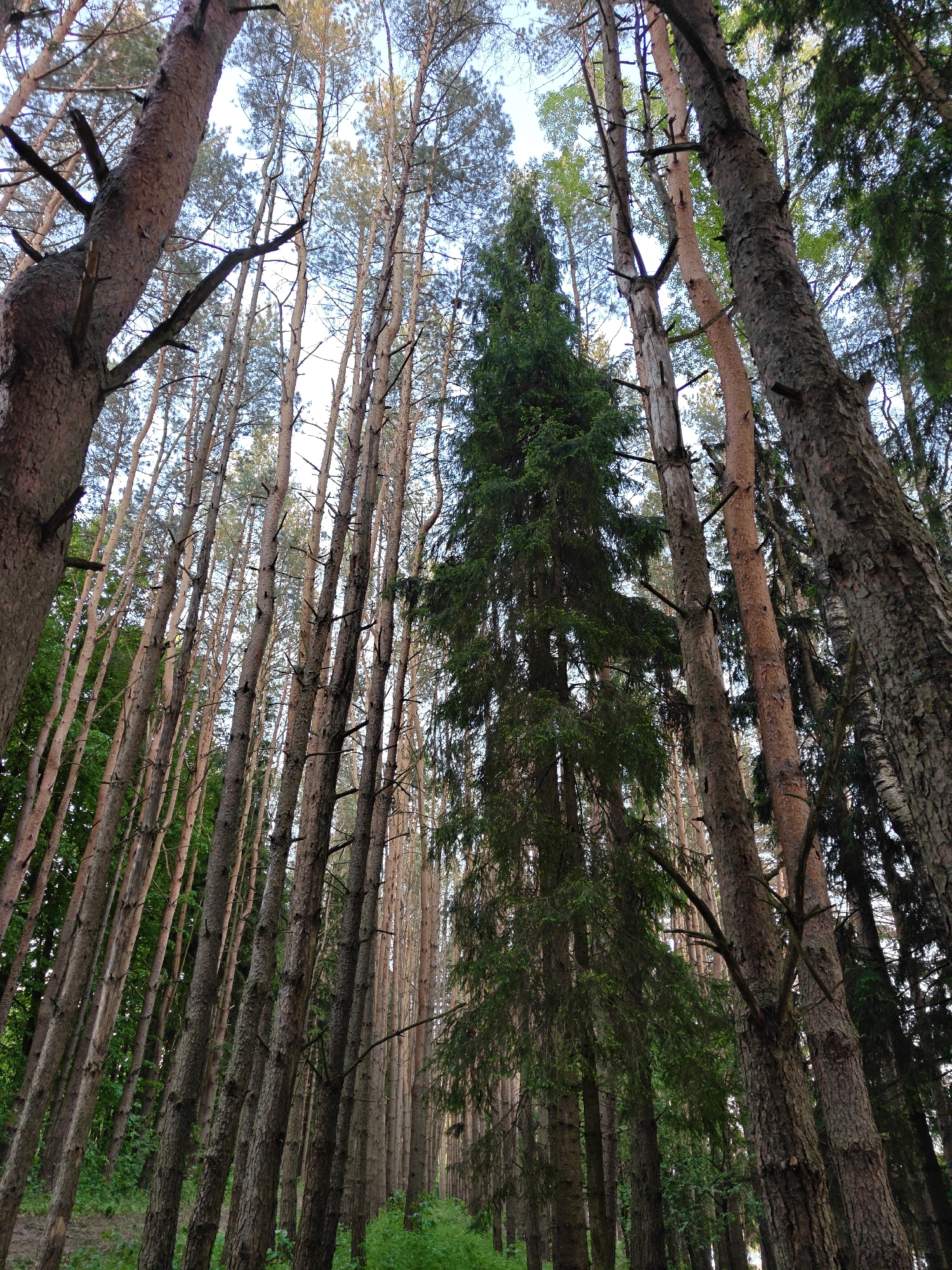 The image depicts a dense forest in Мышкино, Russia. Tall, slender pine trees dominate the scene, their bare trunks rising vertically with some having sparse branches. An evergreen tree stands out among the pines. The ground is covered with green foliage. The sky is visible through the canopy, appearing pale blue.