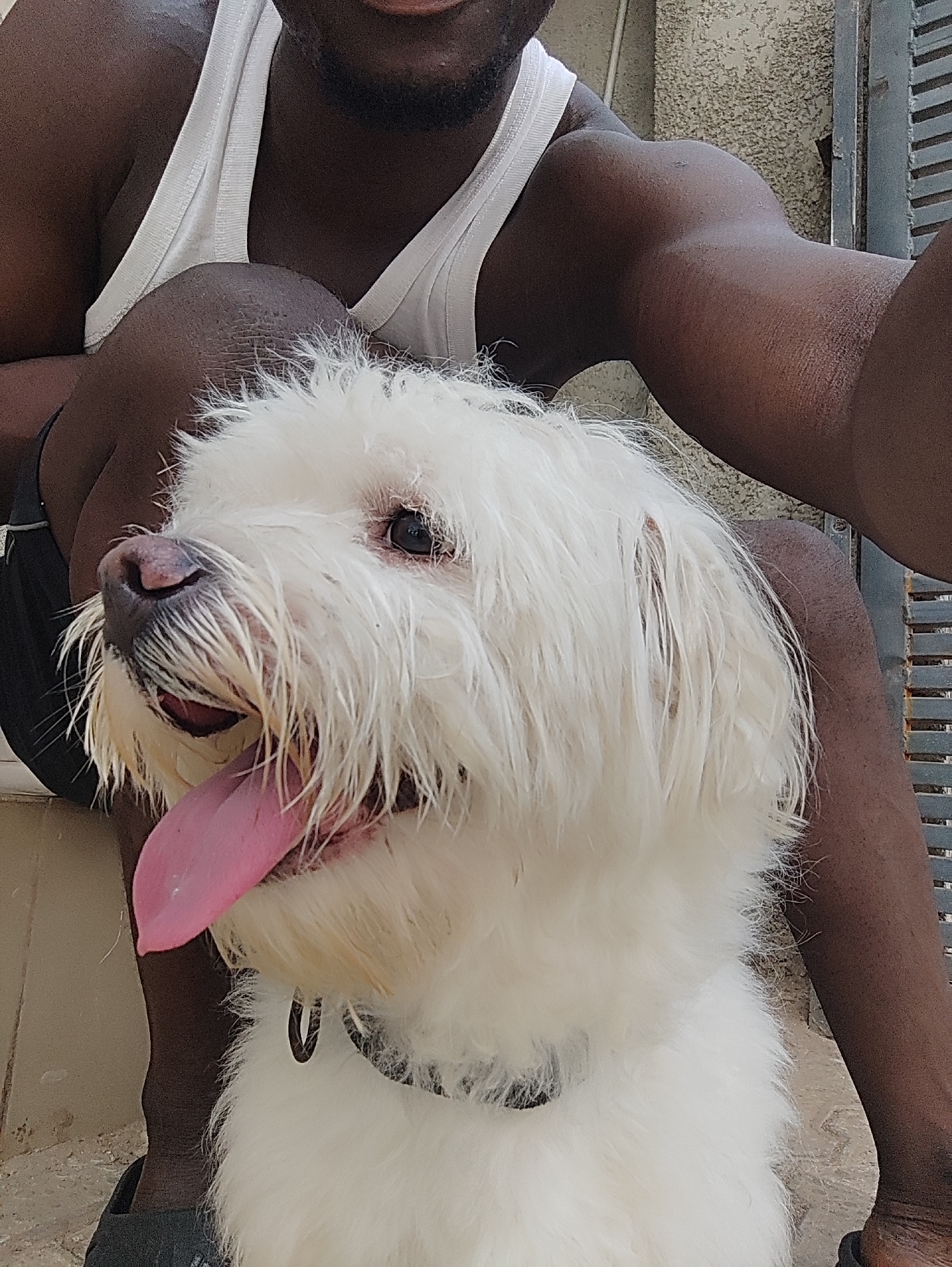 A medium shot features a dark-skinned man and a white, long-haired dog, possibly a Maltese mix, outdoors. The man is kneeling or sitting with his knees bent. He is wearing a white tank top and dark-colored shorts or pants. Only the top of his face is visible, showing his mouth area. The dog is positioned in front of him, partially obscuring his lower body. The dog is panting with its tongue out. It is wearing a dark collar. The background includes what appears to be a stone or concrete wall and a partially visible metal gate. The scene seems to be captured outdoors. The location cannot be determined with certainty to be Abuja, Nigeria.