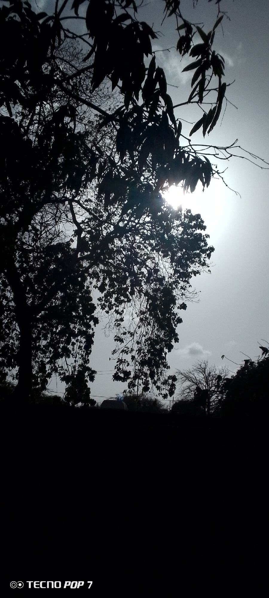 The image is a silhouette of a tree against a bright sky. The tree is in the foreground and is the dominant subject of the photo. The sun is obscured by the branches and leaves of the tree, creating a halo effect. In the background, there are other trees and structures. The location is Altagracia, Venezuela.