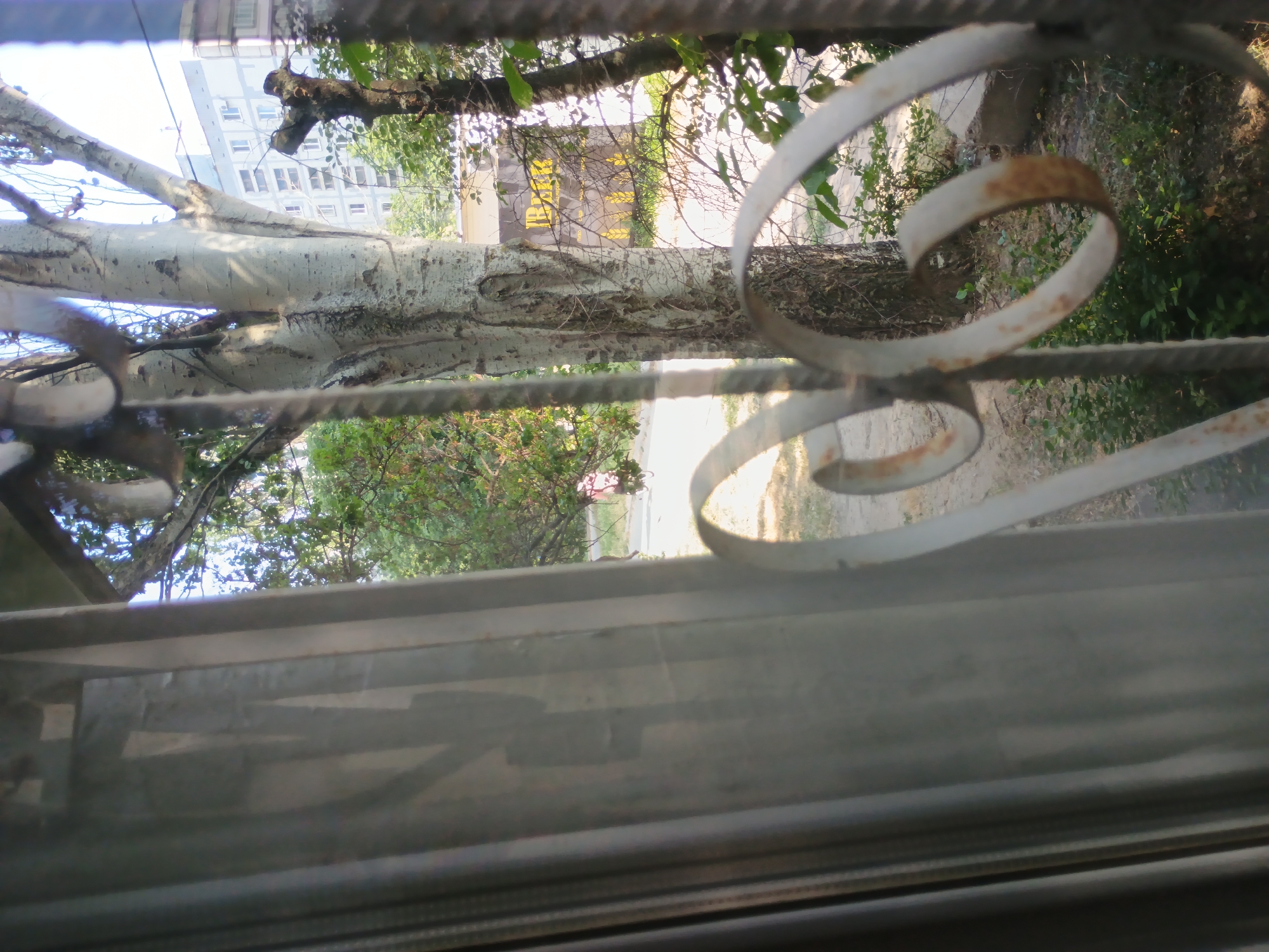 The image depicts an outdoor scene viewed through a window with a barred railing in the foreground. The railing is made of white, curved metal bars with visible rust spots. Beyond the bars, a large, white-barked tree trunk is prominently featured, extending horizontally across the frame. Its branches spread out, with green leaves visible in the background, suggesting it's daytime and likely spring or summer.
Behind the tree, a multi-story building with a light blue facade and numerous windows can be seen. To the right of the tree, a dirt path or road winds through green foliage. Further in the distance, on a dark sign partially obscured by trees, yellow text is visible, though not clearly decipherable. The overall lighting suggests it is daylight, with sunlight filtering through the leaves and creating highlights and shadows. The scene appears to be in a somewhat urban or suburban setting, given the presence of the building and the tree lining what might be a street or park. There are no people visible in the image.