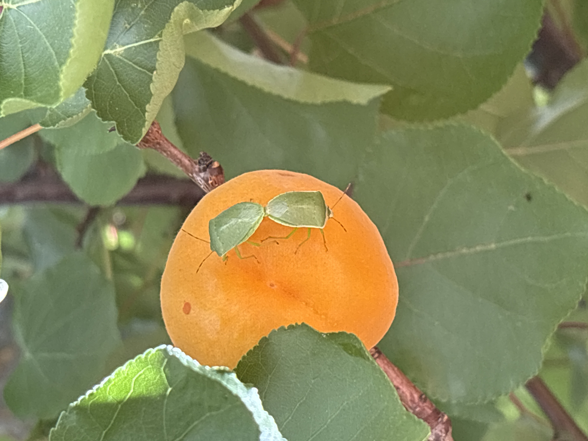 Two green shield bugs are on the surface of a ripe apricot, which is attached to a branch. The apricot is round and orange, with a few small dark spots. The shield bugs are positioned one above the other, with their backs facing the viewer. The top bug is slightly larger than the bottom bug. The apricot is surrounded by green leaves and a brown branch. The image appears to be taken outdoors in a garden or orchard setting, possibly in Orihuela, Spain, given the warm climate and fruit-bearing trees common in the region.