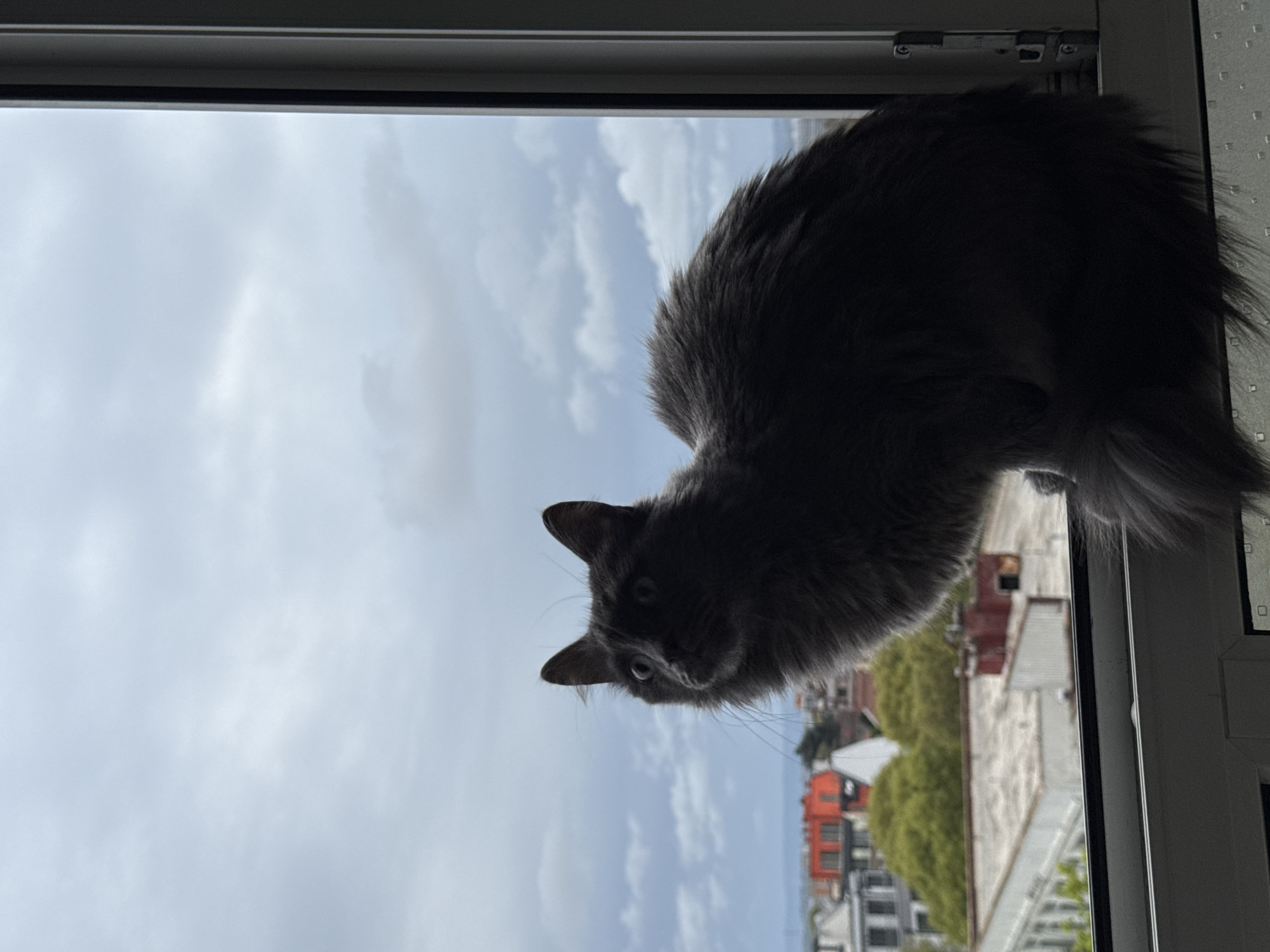 A long-haired grey cat is captured in an eye-level shot, peering intently out of a window. The image is oriented vertically, showing the cat's head and upper body on the left, largely silhouetted against the bright sky, but its green-blue eyes are wide open and clearly visible, conveying a sense of curiosity and alertness. Its whiskers are also noticeable.
The white frame of the window is visible on the right and top edges of the image. Beyond the window, an expansive cloudy sky dominates the background, indicating daytime with overcast weather. Below the horizon line, an urban or residential landscape unfolds, featuring various buildings, some with distinctive orange-red roofs, interspersed with lush green trees. The perspective suggests the cat is positioned on an upper floor, looking down onto the city of Varna, Bulgaria. There are no people visible, nor any discernible text. The scene evokes a tranquil moment of feline observation of the outside world.