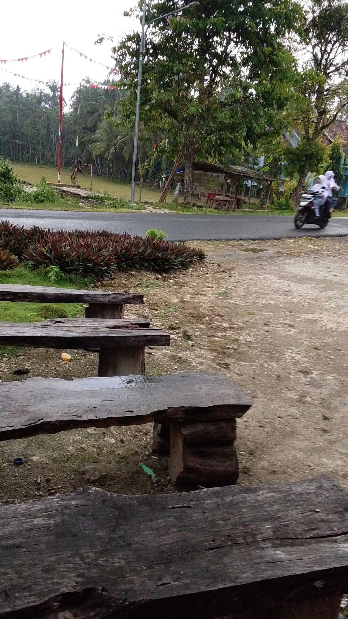 The image depicts an outdoor scene in Cintaratu, Indonesia, possibly on a roadside. In the foreground, there are several rough-hewn wooden benches, suggesting a resting or gathering area. Behind the benches, a paved road is visible, with a patch of greenery and decorative red and white flags strung between poles to the left. A cluster of dark red foliage is planted along the edge of the road. Further in the background, lush green trees and vegetation are abundant, characteristic of a tropical environment. A small wooden structure with a roof, possibly a stall or shelter, is present near the trees. On the road, two individuals on a motorcycle, both wearing white head coverings and dark clothing, are in motion, heading away from the viewer. The sky is overcast, indicating potentially cloudy weather.