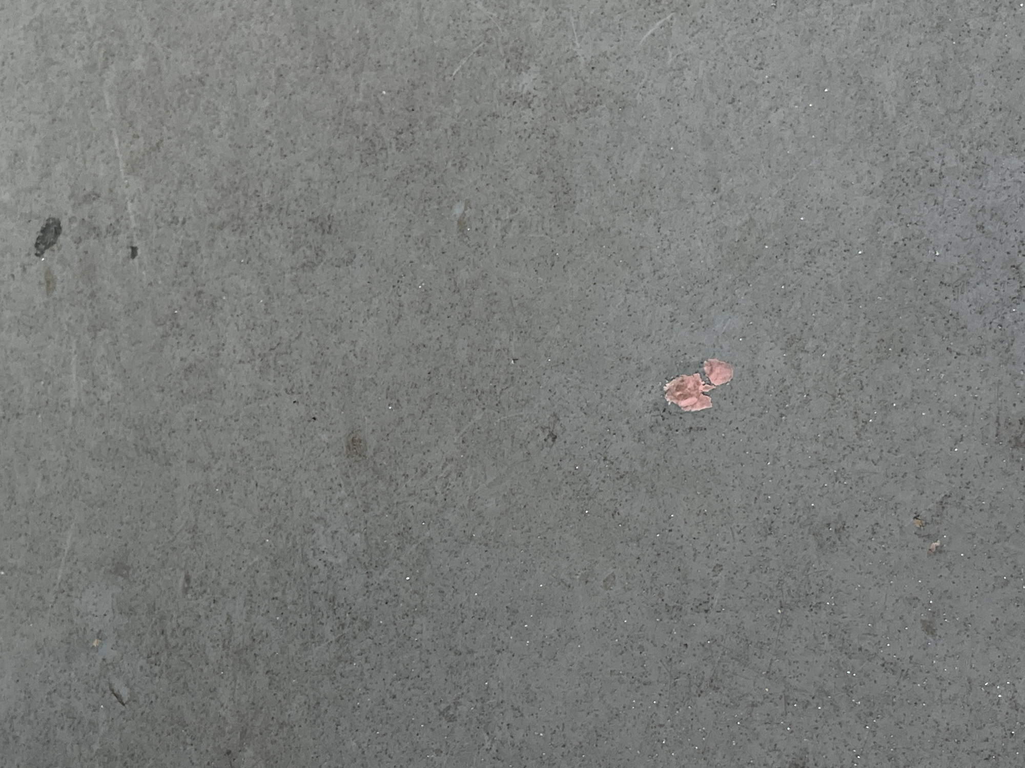 The image shows a close-up view of a gray, speckled surface, likely asphalt or concrete, with some small, light pink, petal-like debris in the center. There are no visible people, buildings, or distinct landmarks to indicate a specific location within Boyarka, Ukraine. The lighting suggests an outdoor environment under ambient daylight.