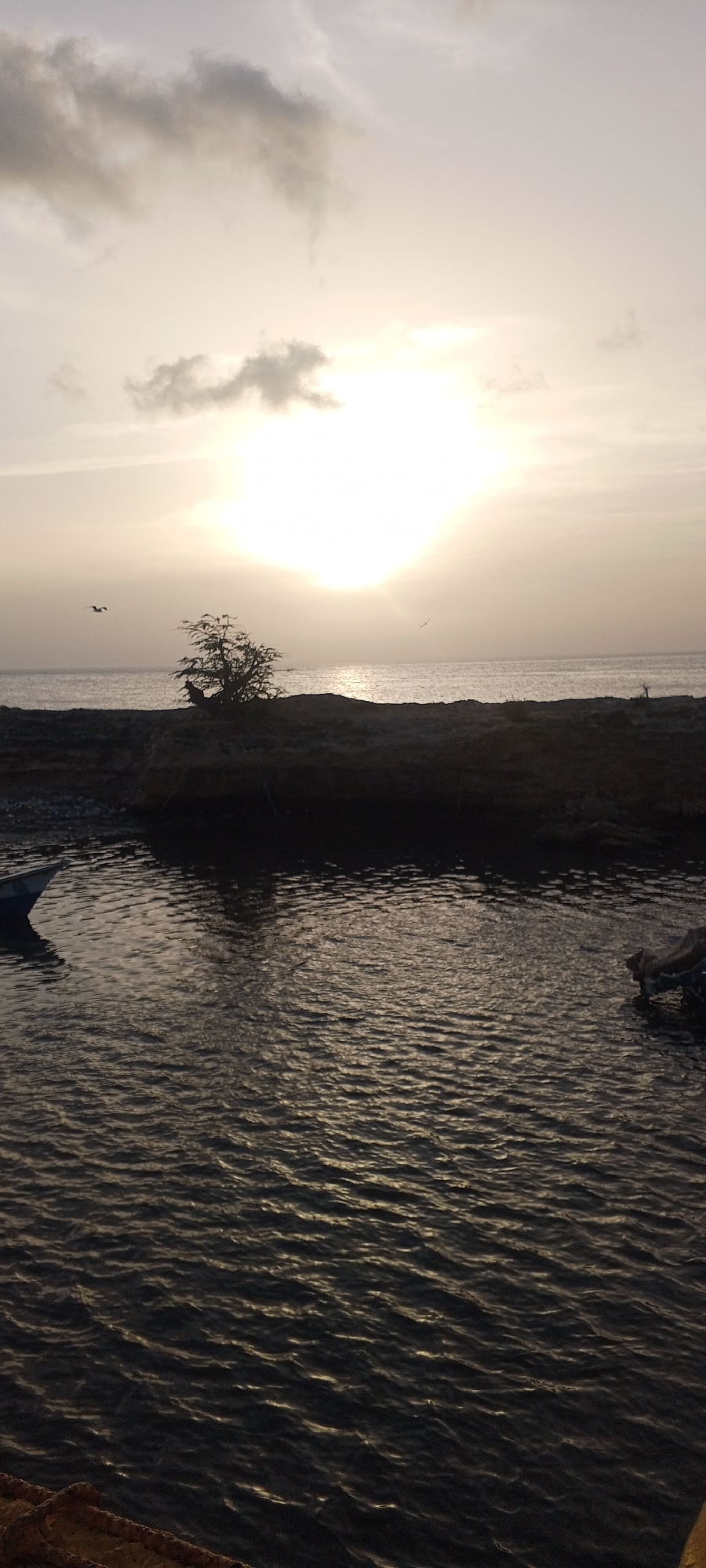 A vertical, eye-level shot depicts a sunset over the ocean in Juan Griego, Venezuela. The sun is partially obscured by clouds, casting a soft, golden light across the sky and water. The ocean is calm, with gentle ripples reflecting the light. In the foreground, a small body of water, possibly a lagoon or estuary, is visible, with a dark, rocky shoreline. A single tree stands on the shoreline, silhouetted against the bright sky. Two birds are in flight, one to the left and one to the right of the tree. The scene conveys a sense of tranquility and natural beauty.