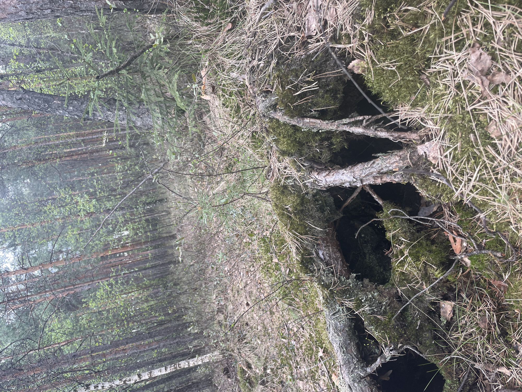 The image depicts a forest scene, likely taken on the outskirts of Saint Petersburg, Russia, given the prevalence of coniferous and birch trees. The foreground features a moss-covered root system, with a noticeable cavity or hole in the ground. The forest floor is strewn with pine needles and fallen leaves. In the background, a dense stand of trees creates a vertical, slightly blurred effect due to depth of field. The lighting suggests an overcast day. There are no people visible in the scene. The focus appears to be on the intricate details of the forest floor and the natural elements present.