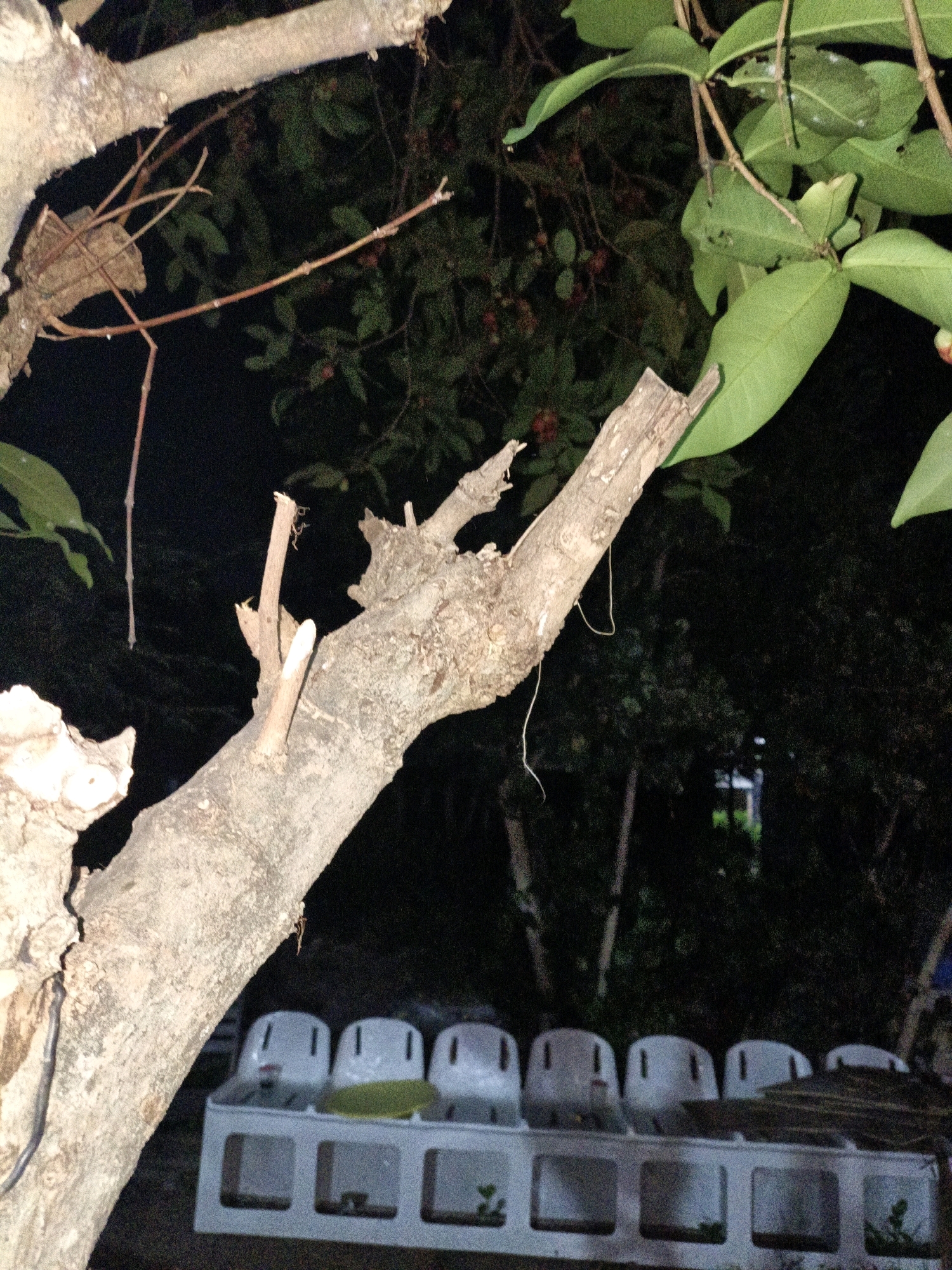 The image depicts a nighttime scene in Cikal, Indonesia, featuring a large tree branch in the foreground. The branch is rough and textured, with some broken off sections. In the background, a row of white plastic chairs is visible, some with green cushions. The chairs are arranged behind a white, low-lying structure that appears to be some kind of seating or planter. Beyond the chairs, there is dense foliage and the darkness of night. The lighting suggests an outdoor setting, possibly a garden or courtyard.