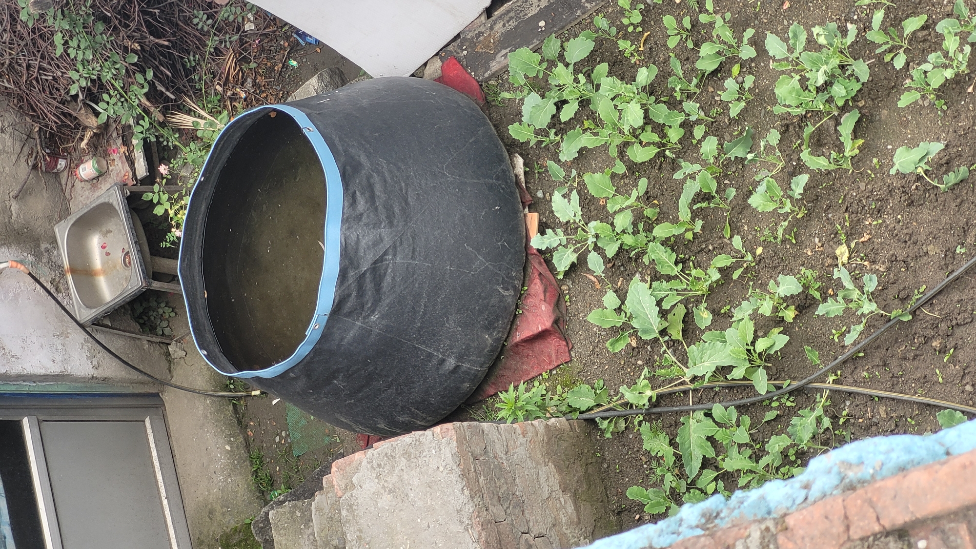 The image depicts an outdoor scene in Vashisht, India, with a focus on a large, black, flexible water tank filled with murky water. The tank is positioned on a red tarp in a garden area. In the background, a metal sink on a stand is visible near a building entrance with a grey door. A hose is connected to the sink and appears to lead towards the water tank. The garden itself contains rows of young green plants, possibly vegetables, growing in dark soil. A dark, flexible pipe, likely an irrigation line, runs through the garden among the plants. To the left, a concrete structure with steps and a brick wall is partially visible. The overall environment appears to be a domestic or community garden space.